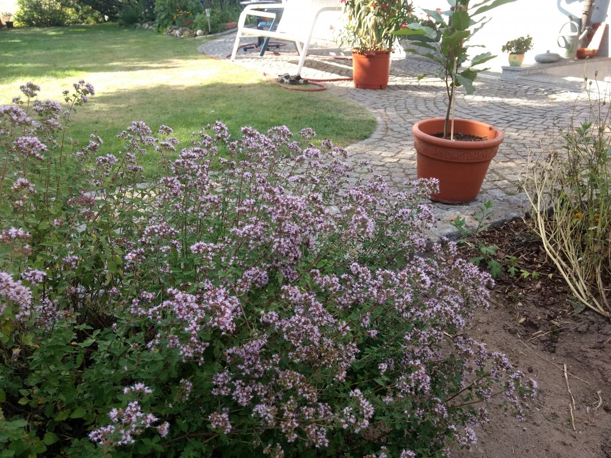 IMG_20200713_173403196.jpg