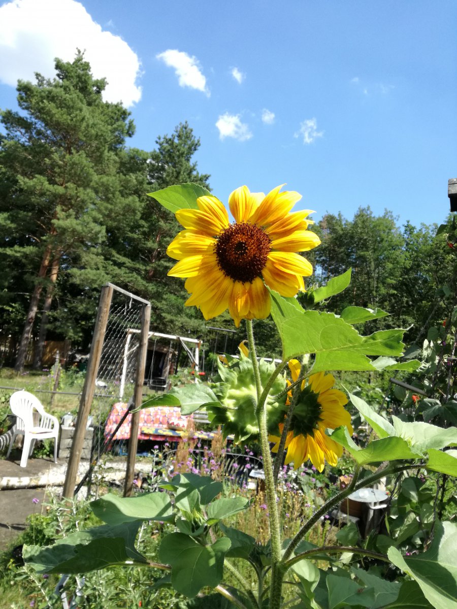 IMG_20200714_142417.jpg