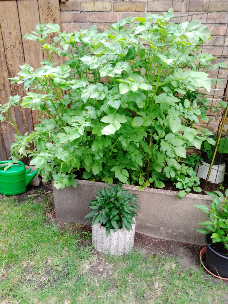IMG_20200716_143854.jpg