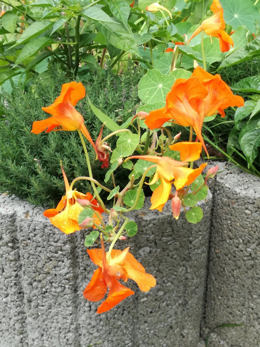 IMG_20200717_171606.jpg