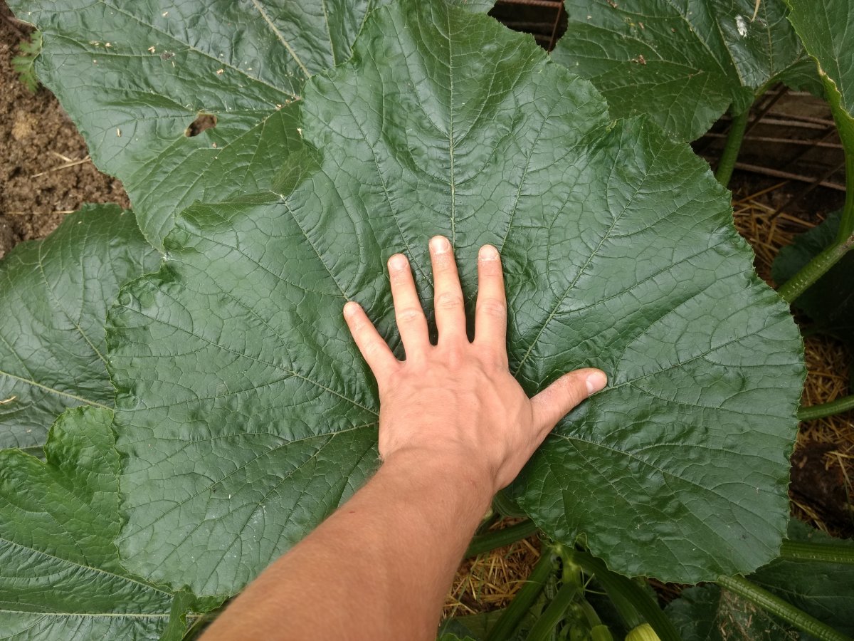 IMG_20200718_134356544.jpg