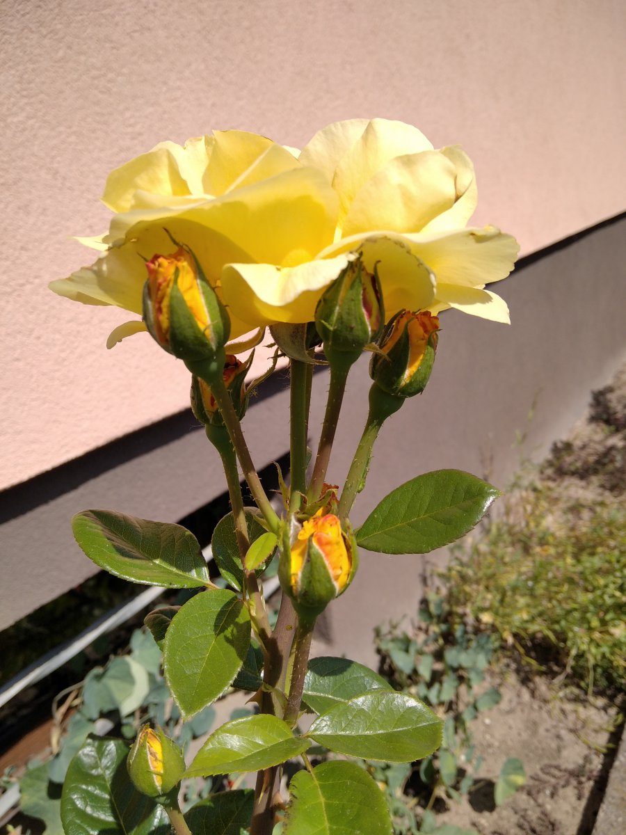 IMG_20200721_112647_1.jpg
