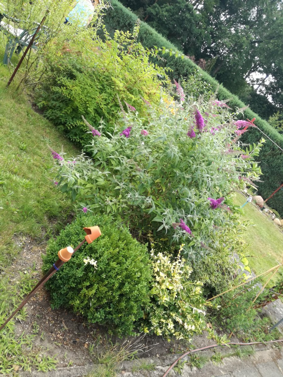 IMG_20200724_183007.jpg