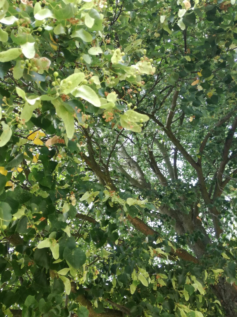 IMG_20200805_140509.jpg