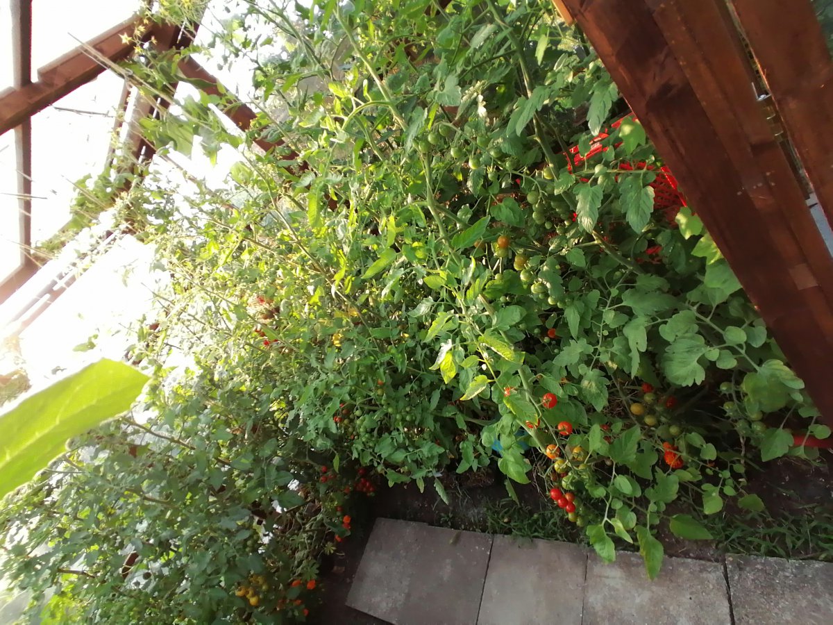 IMG_20200810_185913.jpg