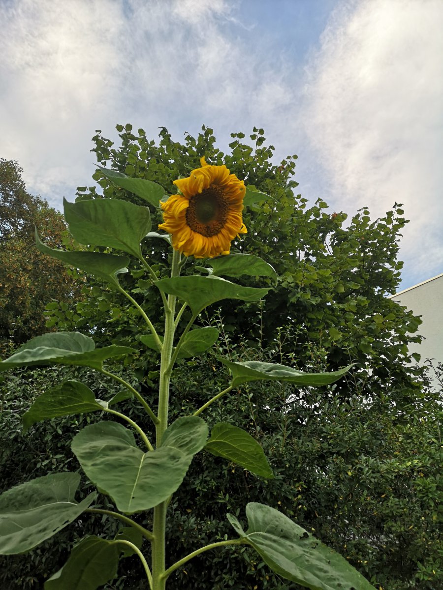 IMG_20200810_195249.jpg