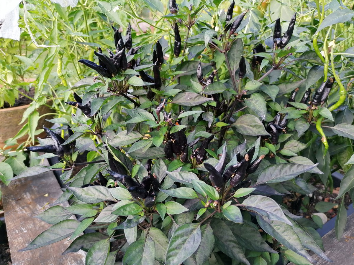 IMG_20200819_171326.jpg