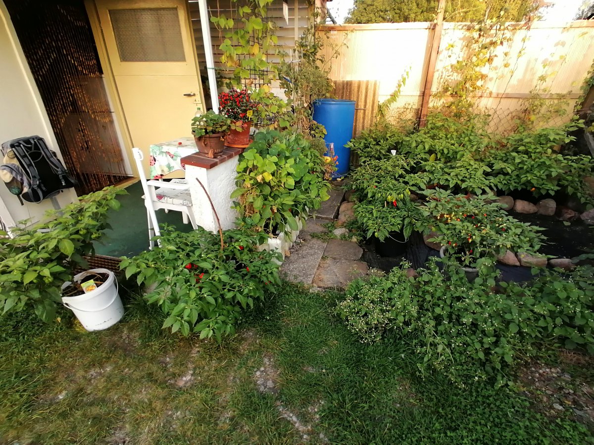IMG_20200921_181159.jpg
