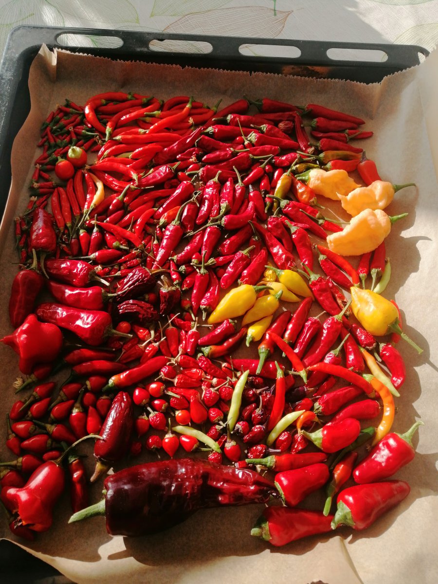 IMG_20201107_124347.jpg
