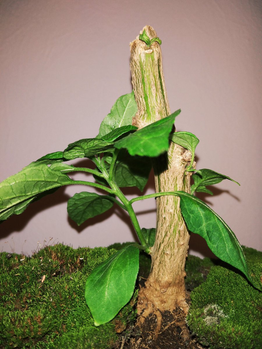 IMG_20201113_163955.jpg