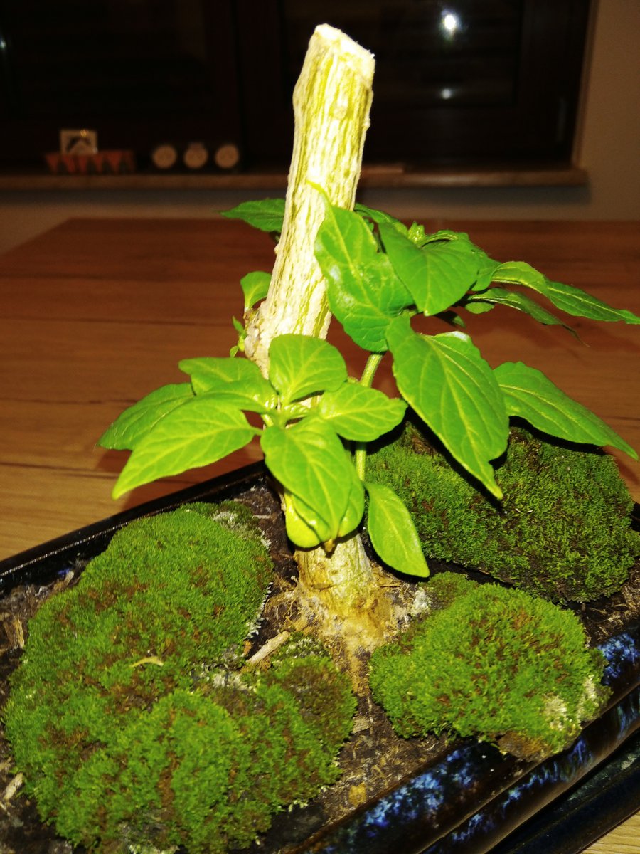 IMG_20201214_224629.jpg