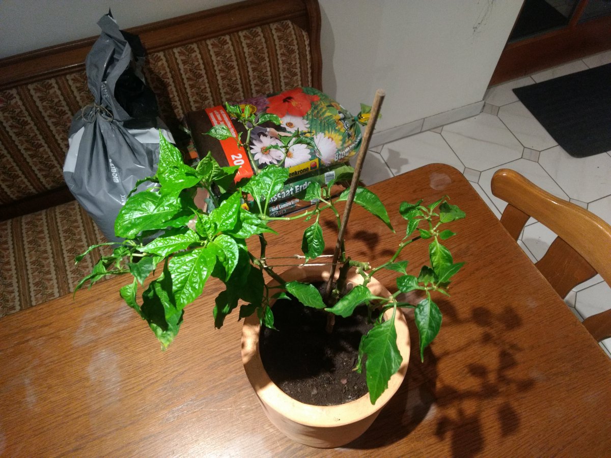 IMG_20201229_190216830.jpg