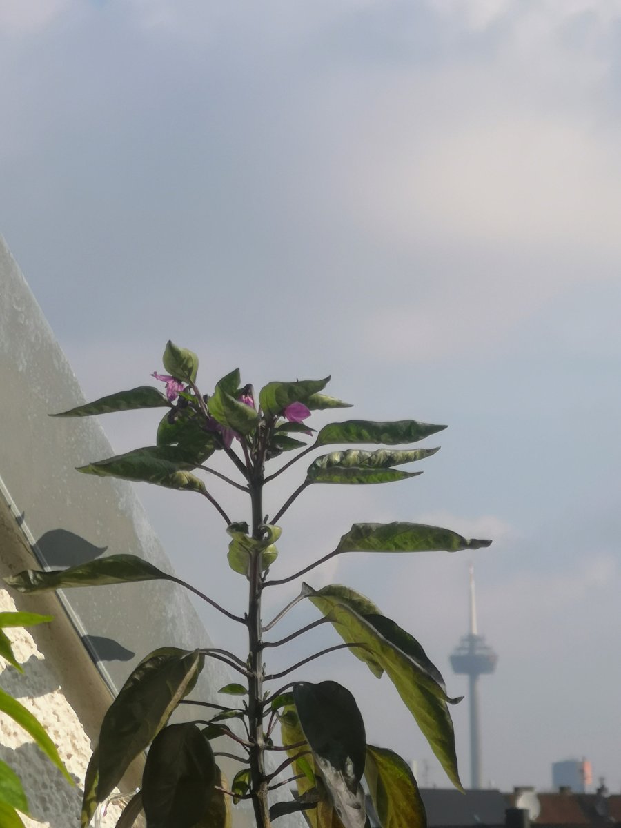 IMG_20210501_091338~2.jpg