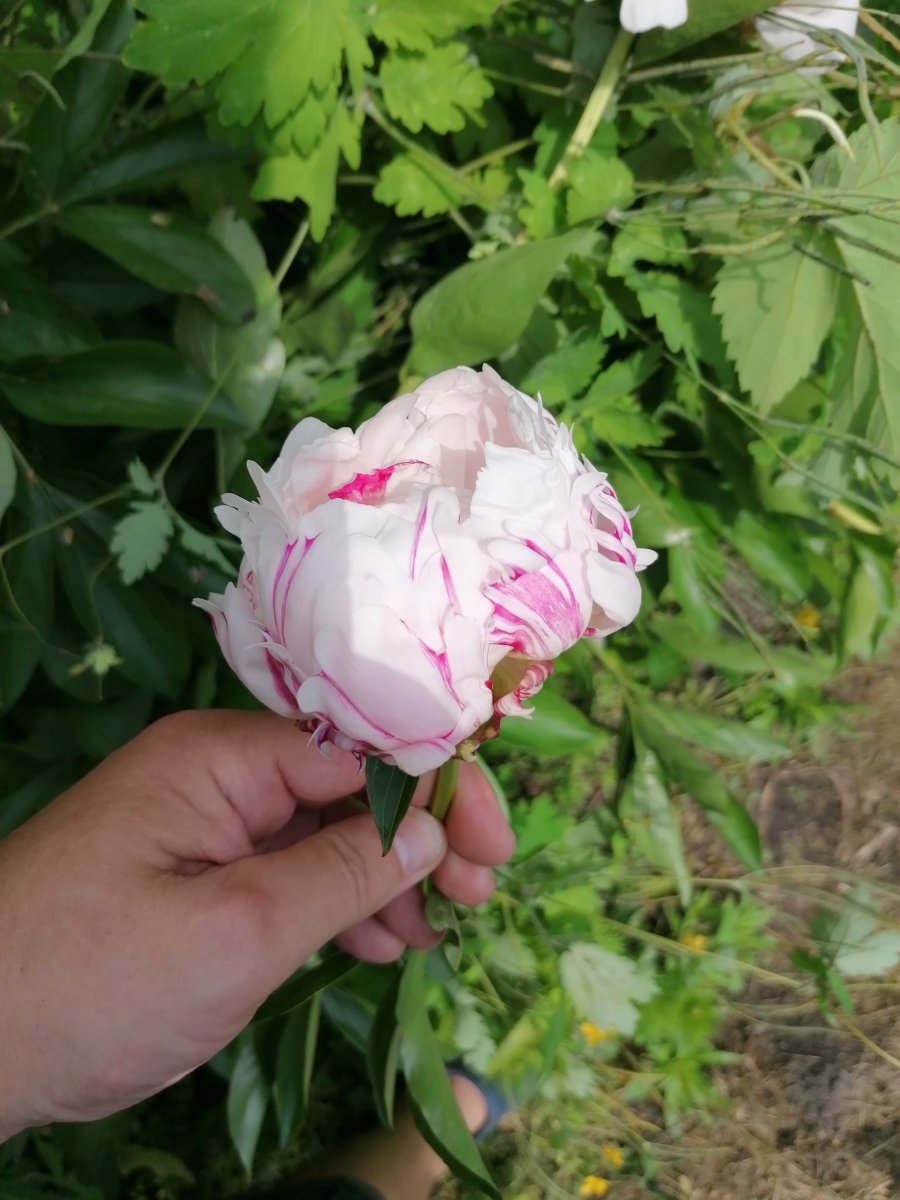 IMG_20210610_140109.jpg