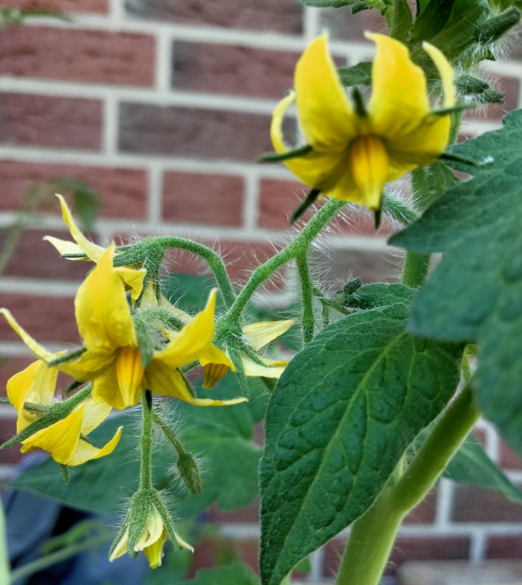 IMG_20210616_123704.jpg