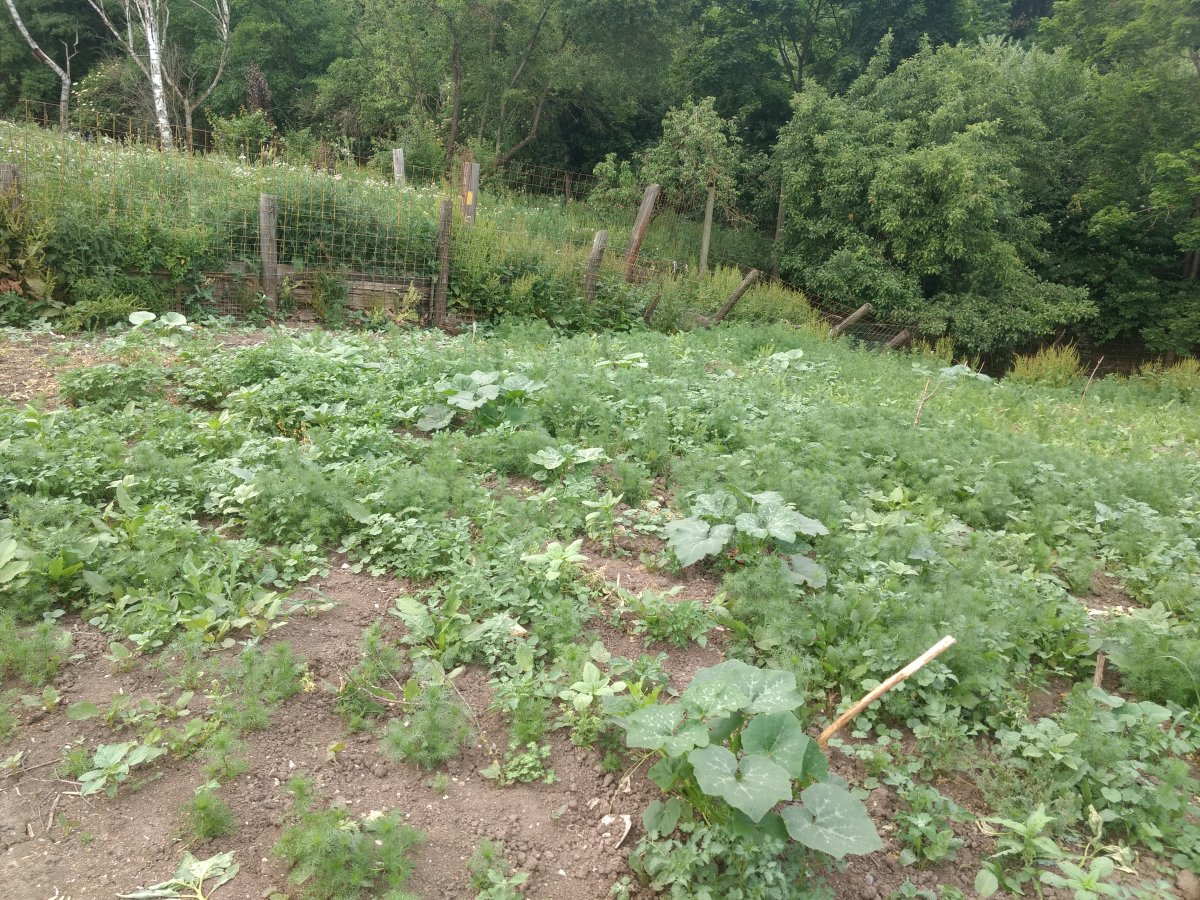 IMG_20210620_185325699.jpg