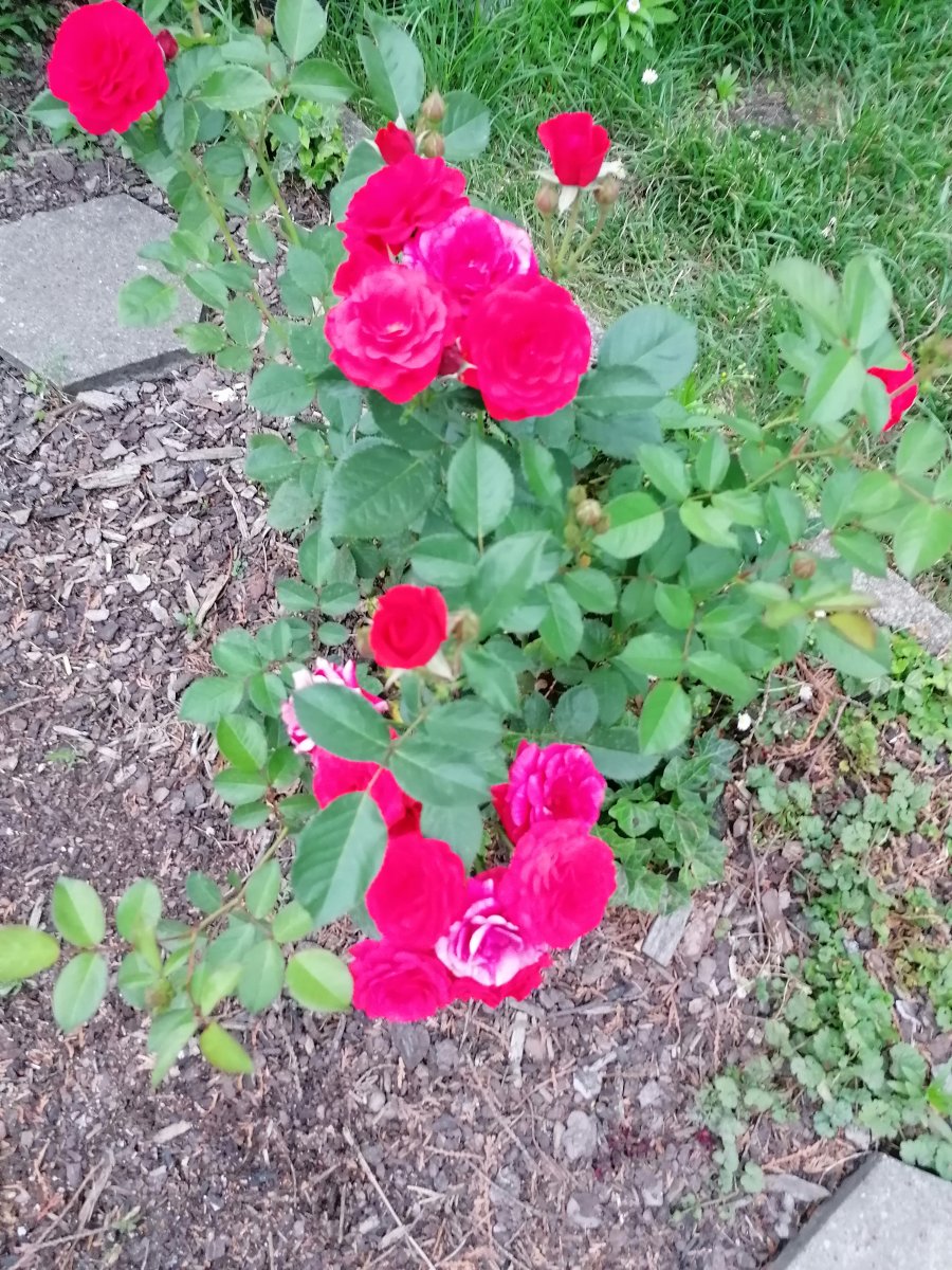 IMG_20210623_210114.jpg