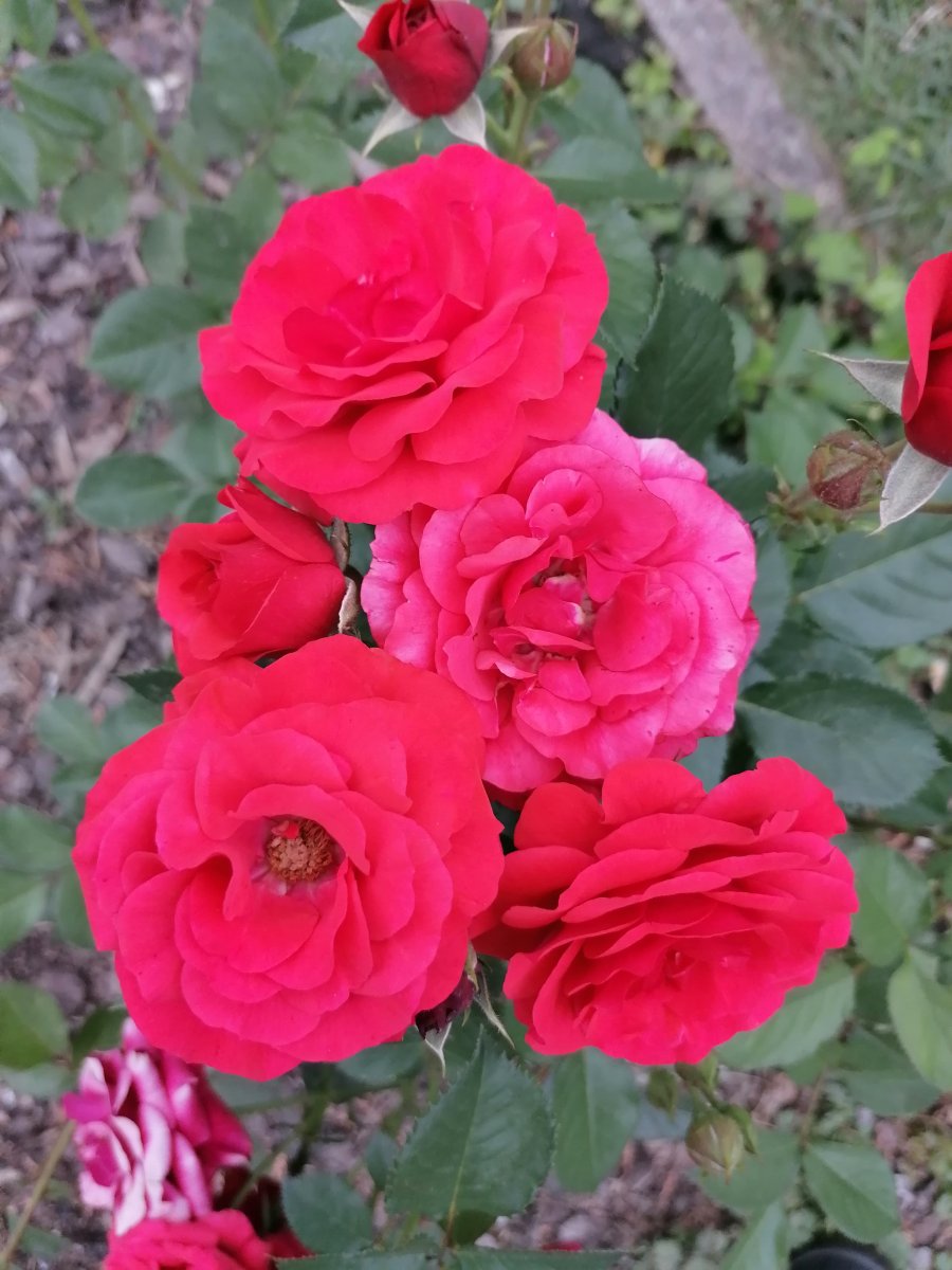 IMG_20210623_210128.jpg