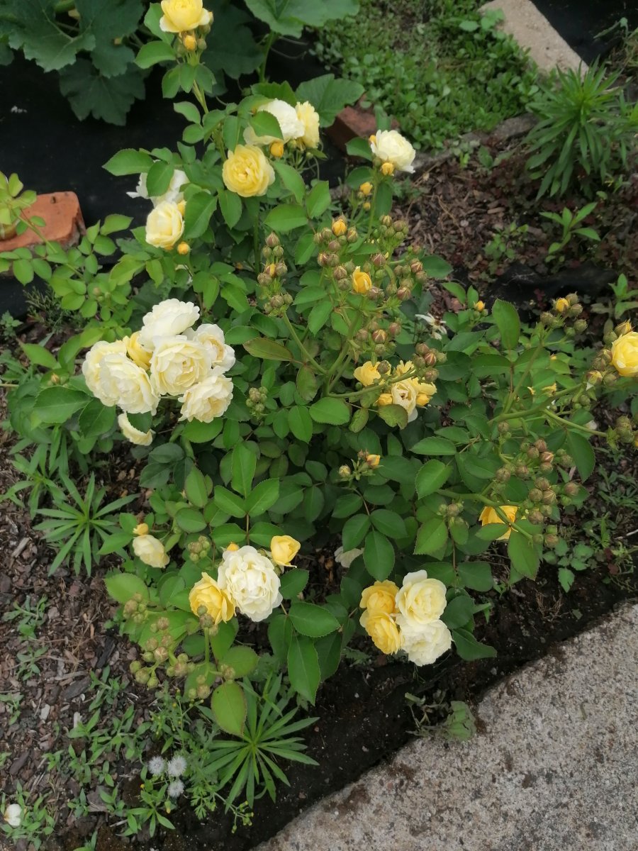 IMG_20210625_172830.jpg