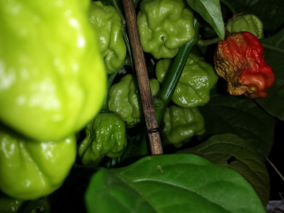IMG_20210916_182716.jpg