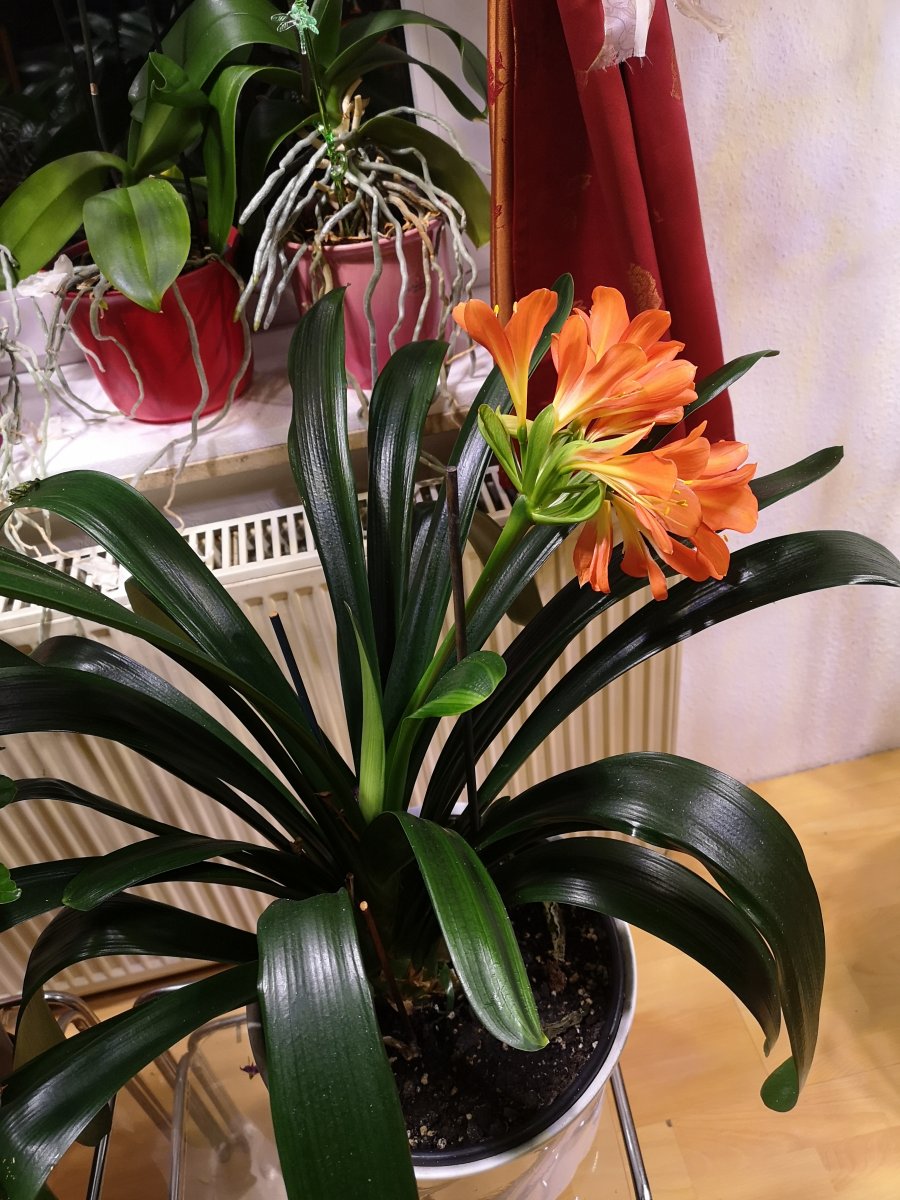 IMG_20220117_190137.jpg