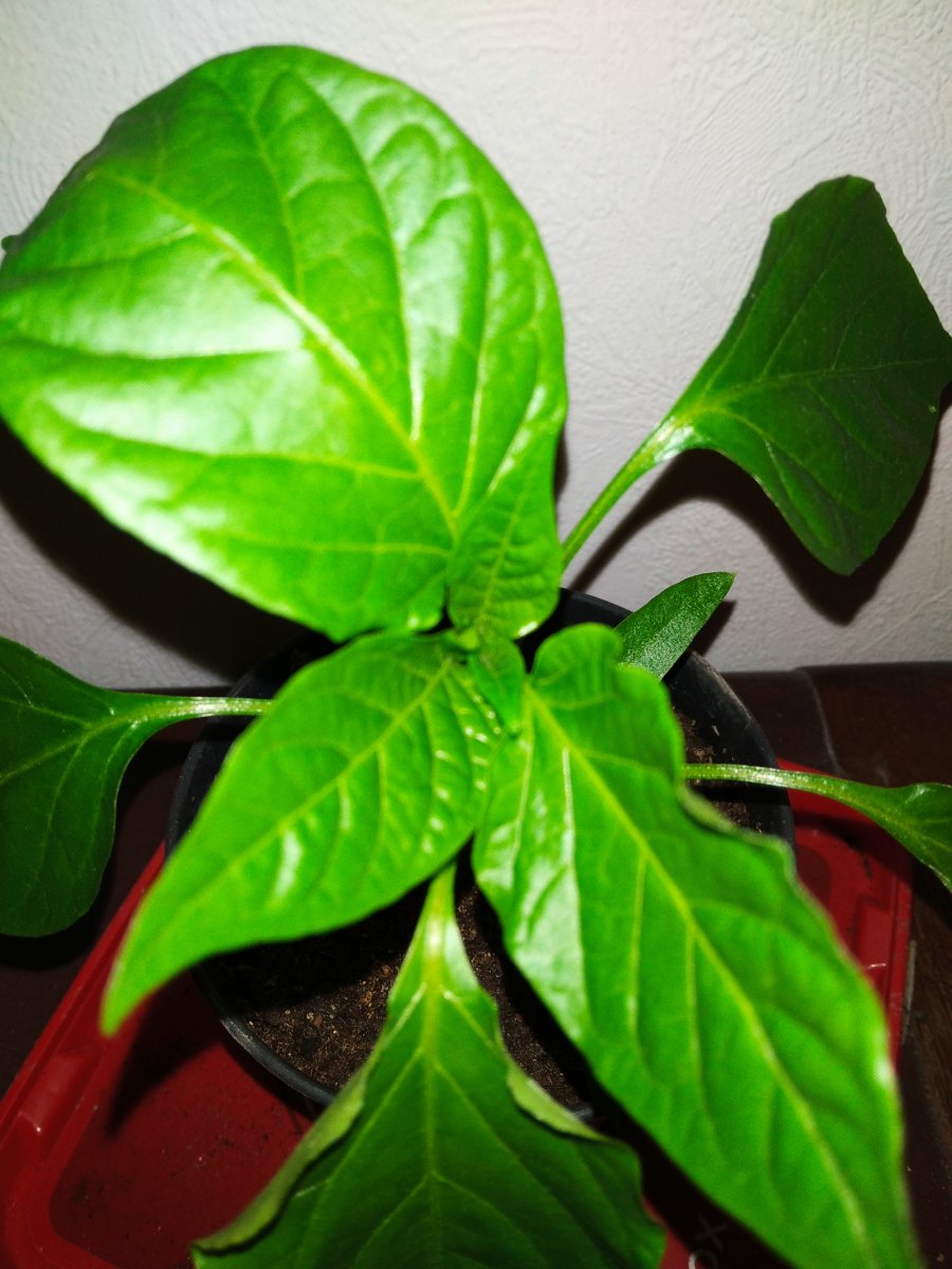 IMG_20220417_233731.jpg