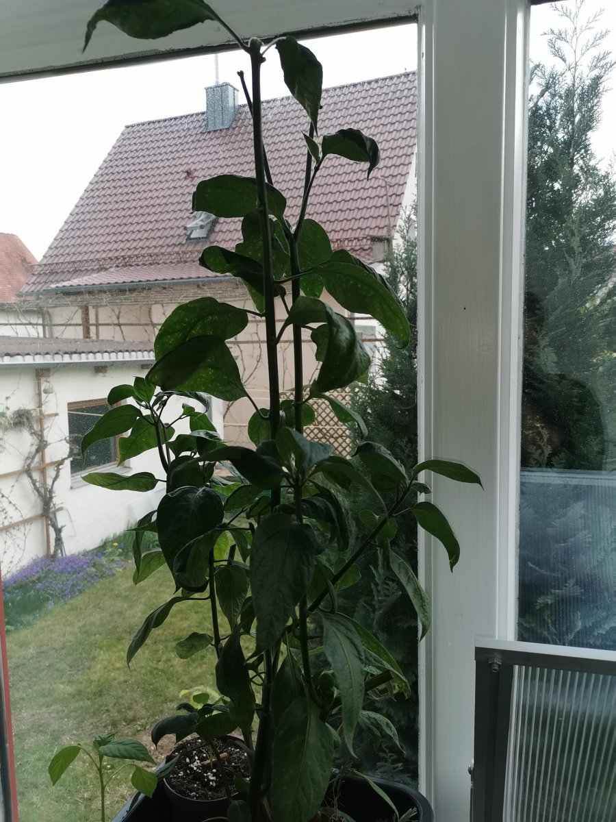 IMG_20220427_171839.jpg