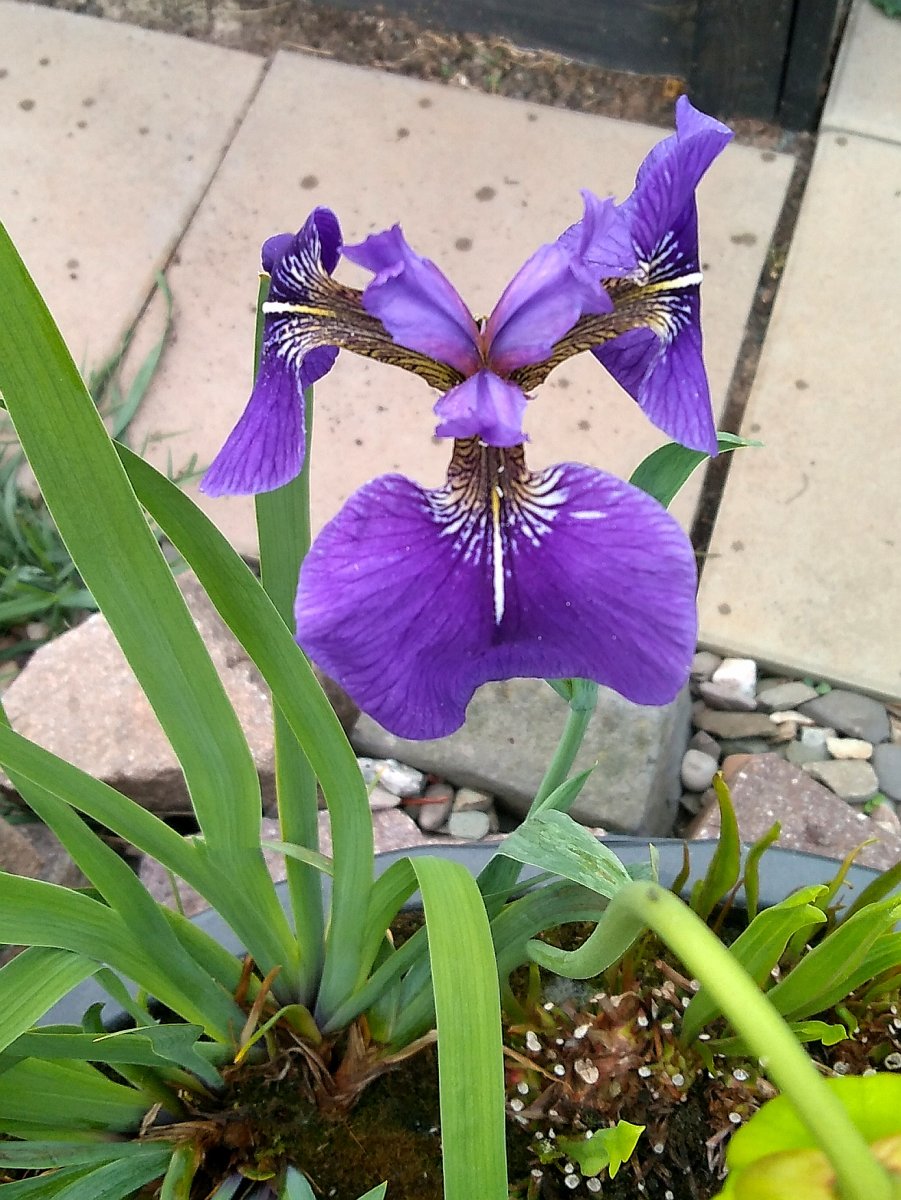 IMG_20220516_080146.jpg