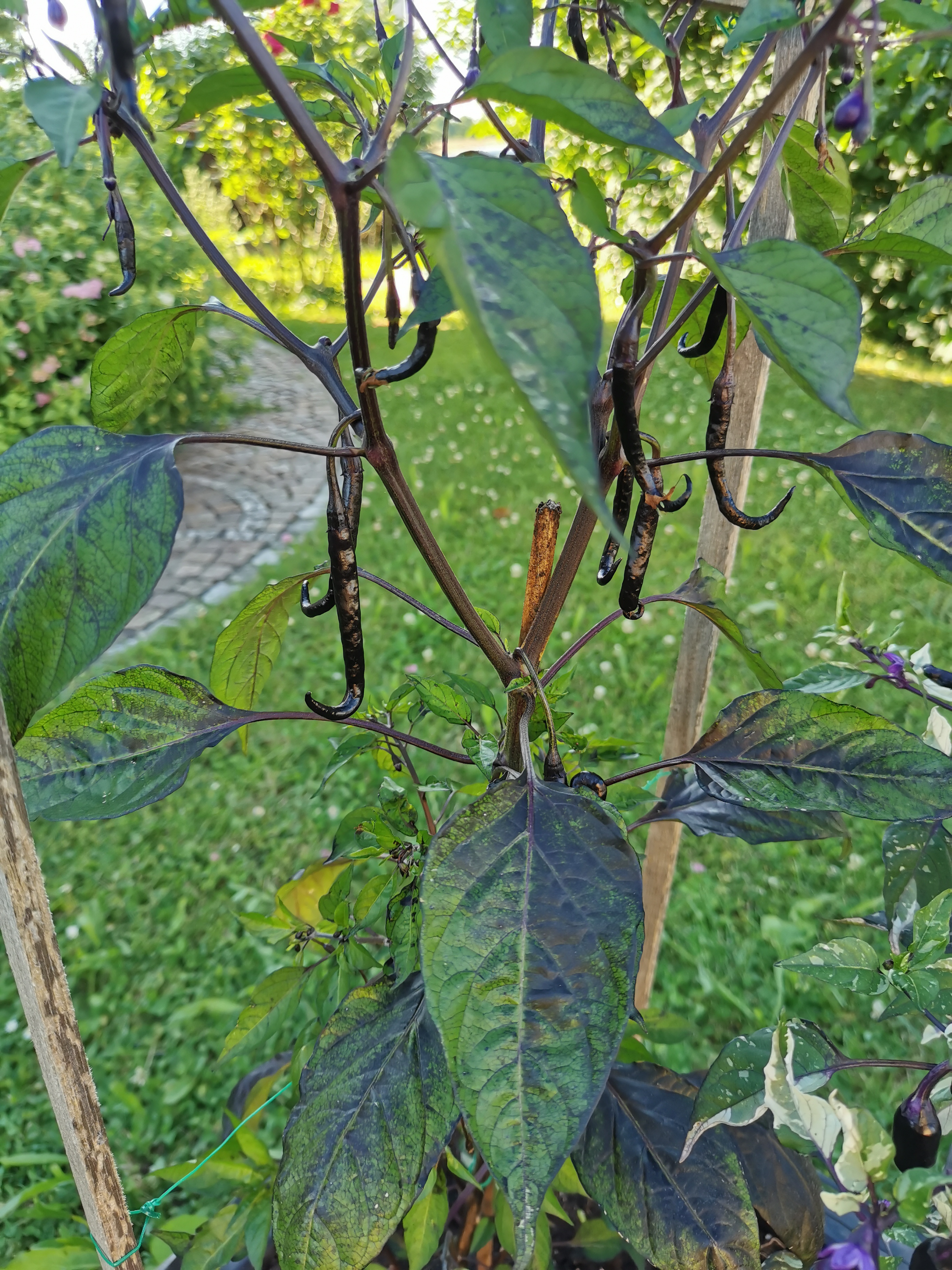 IMG_20220613_185122.jpg