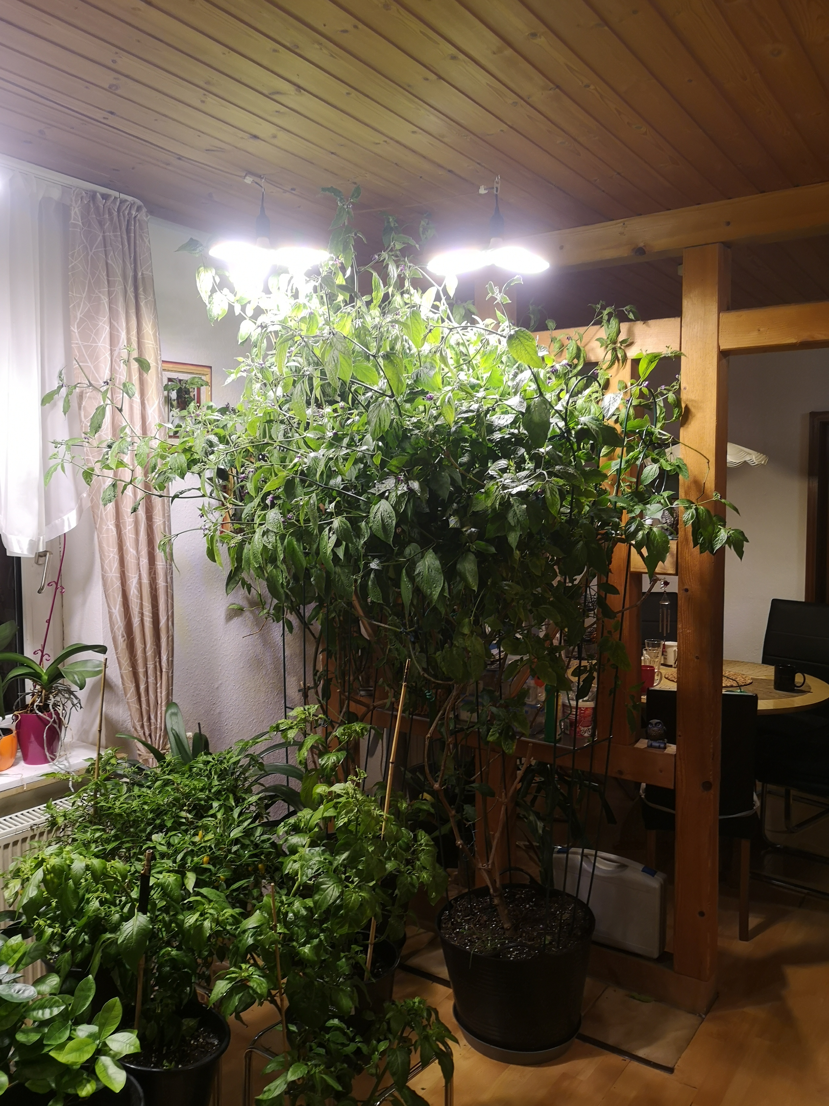 IMG_20221112_173545.jpg