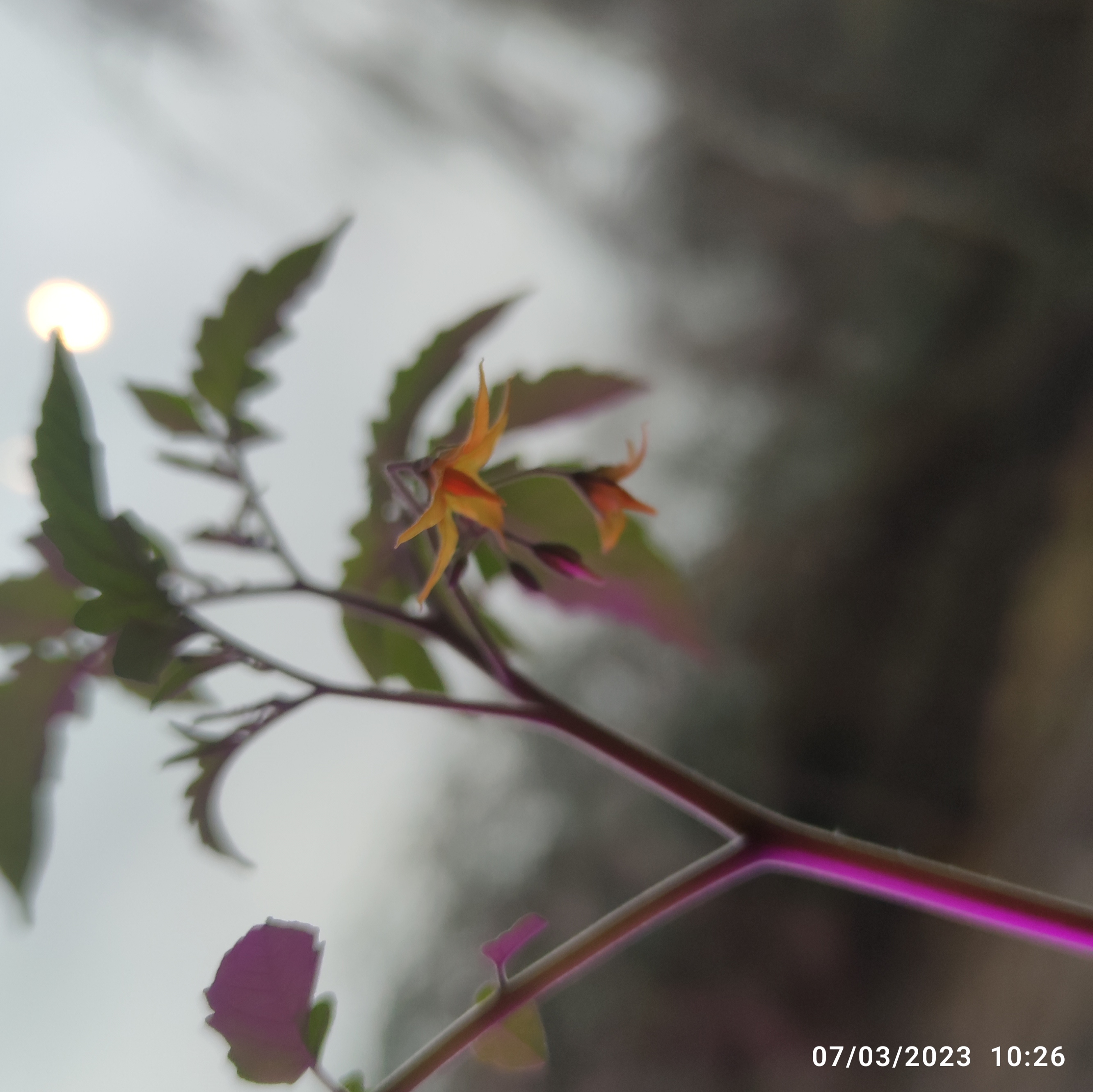 IMG_20230307_102612.jpg