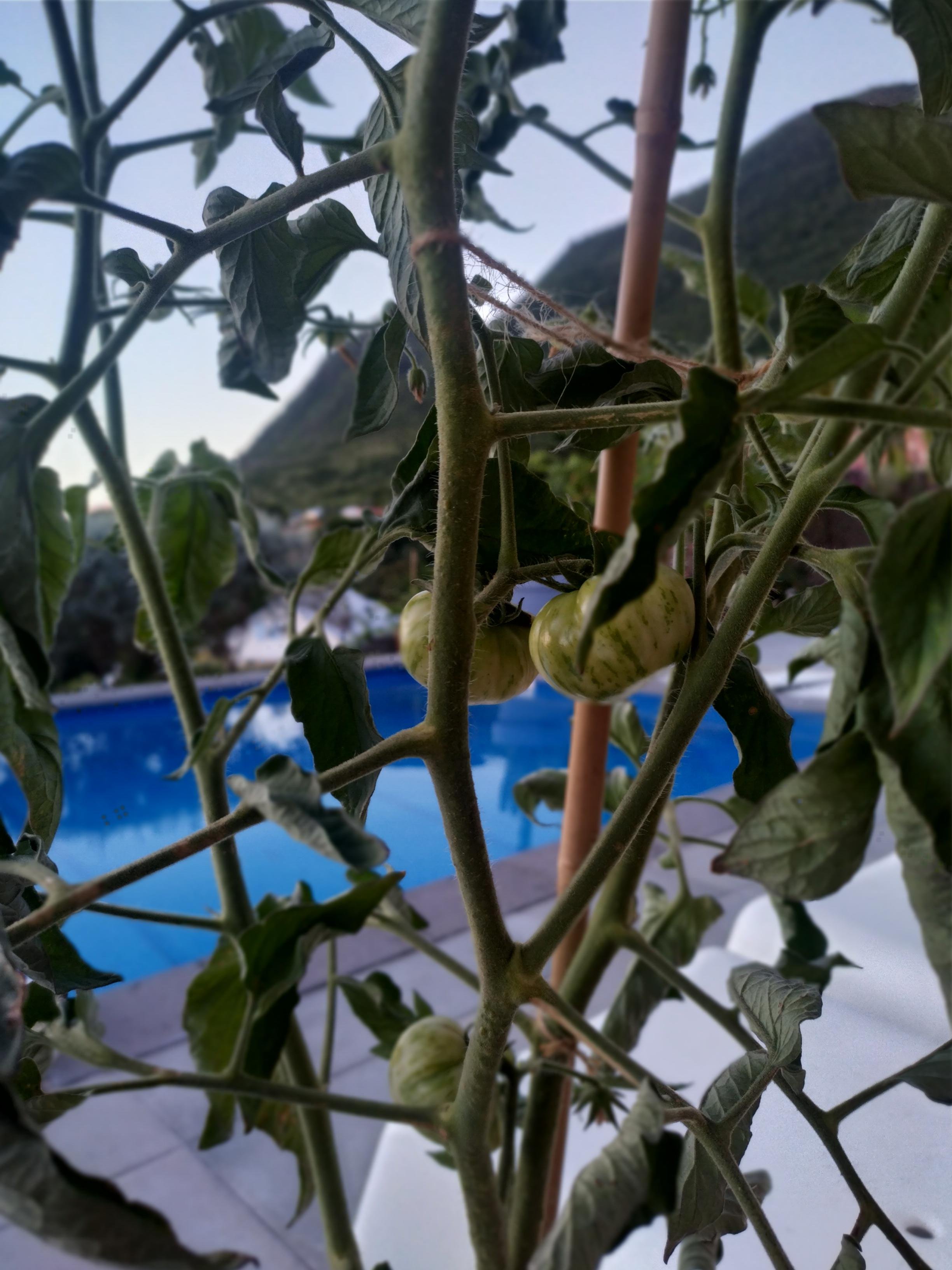 IMG_20231213_062430_HDR.jpg