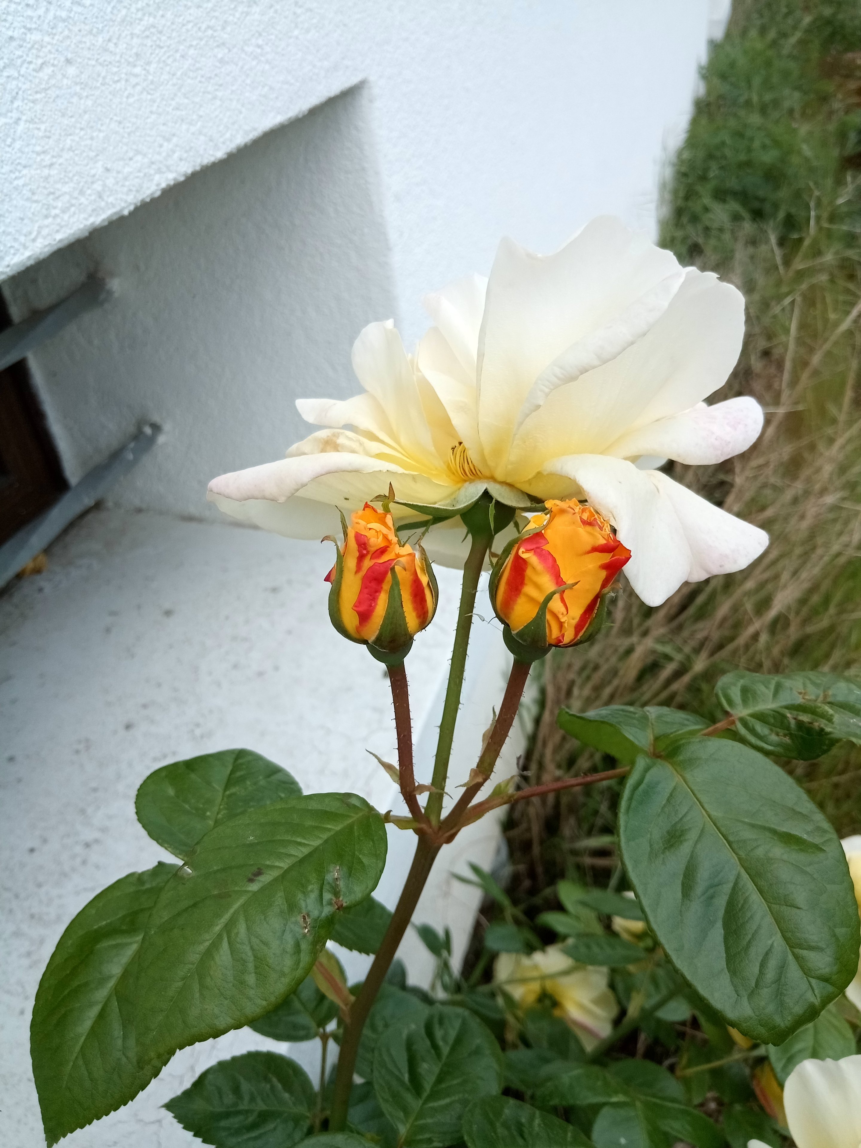 IMG_20240505_132144_077.jpg