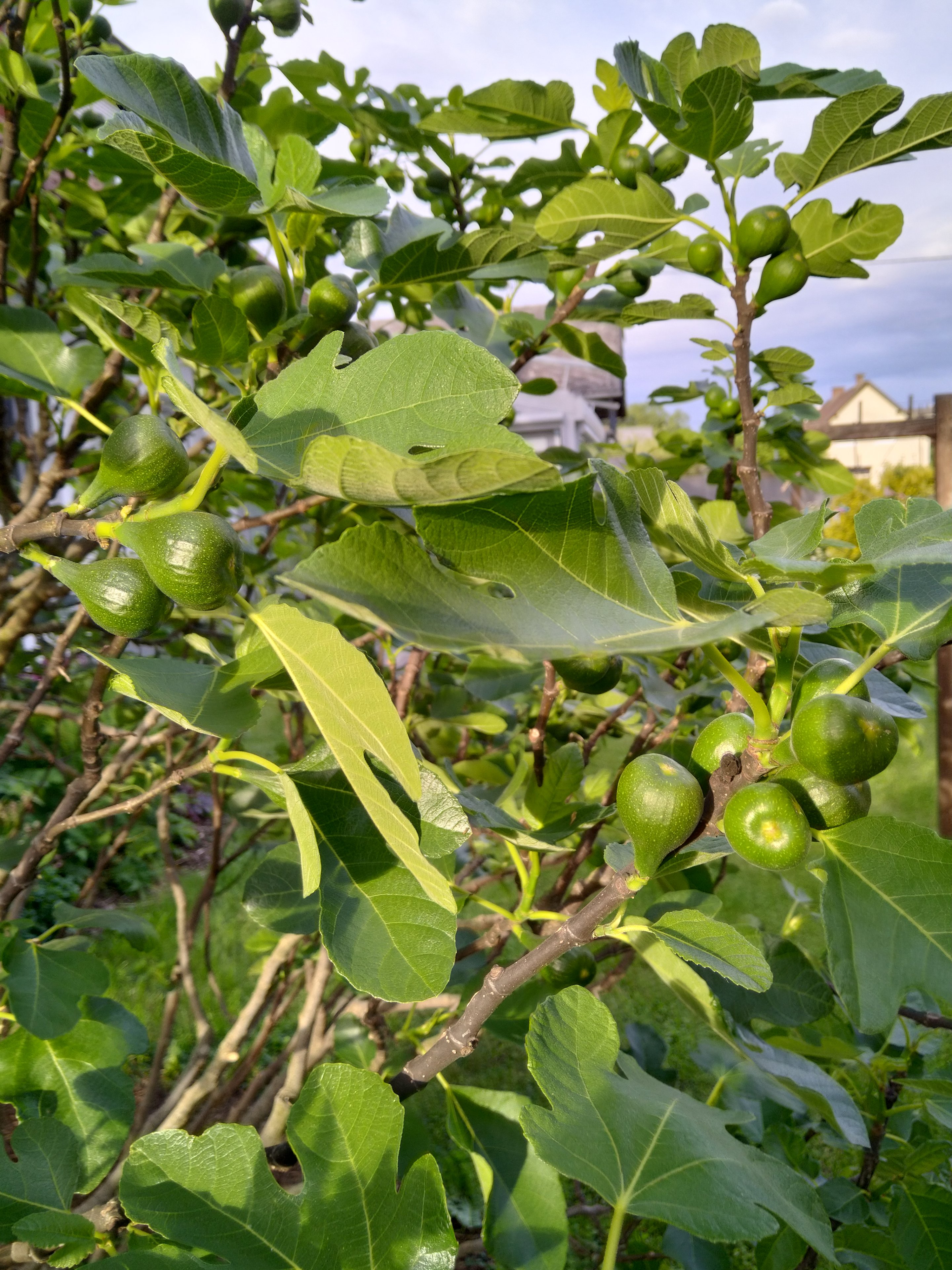 IMG_20240522_191620.jpg