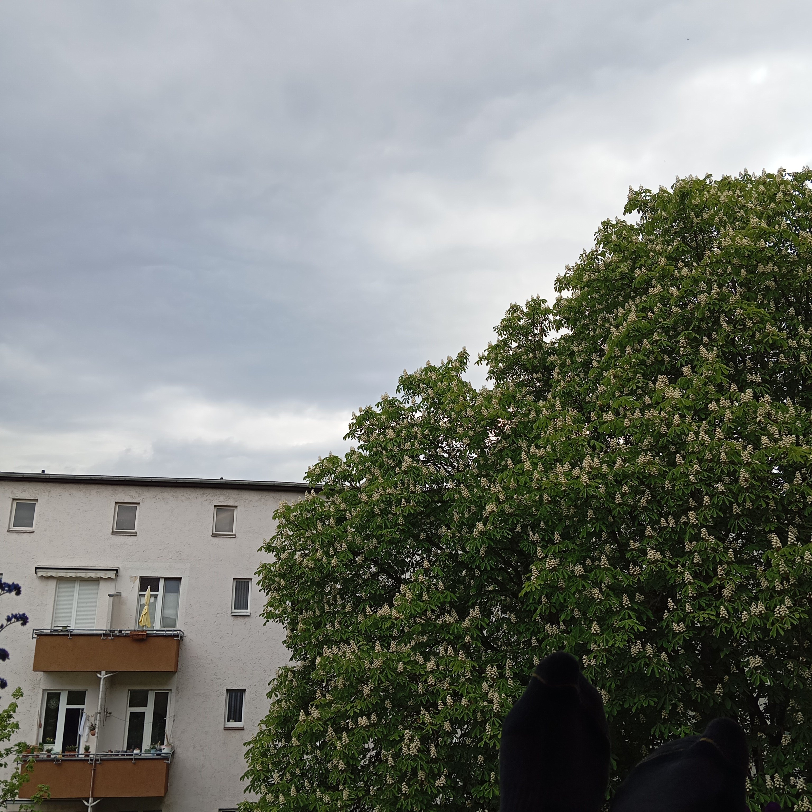 IMG_20250421_172415.jpg
