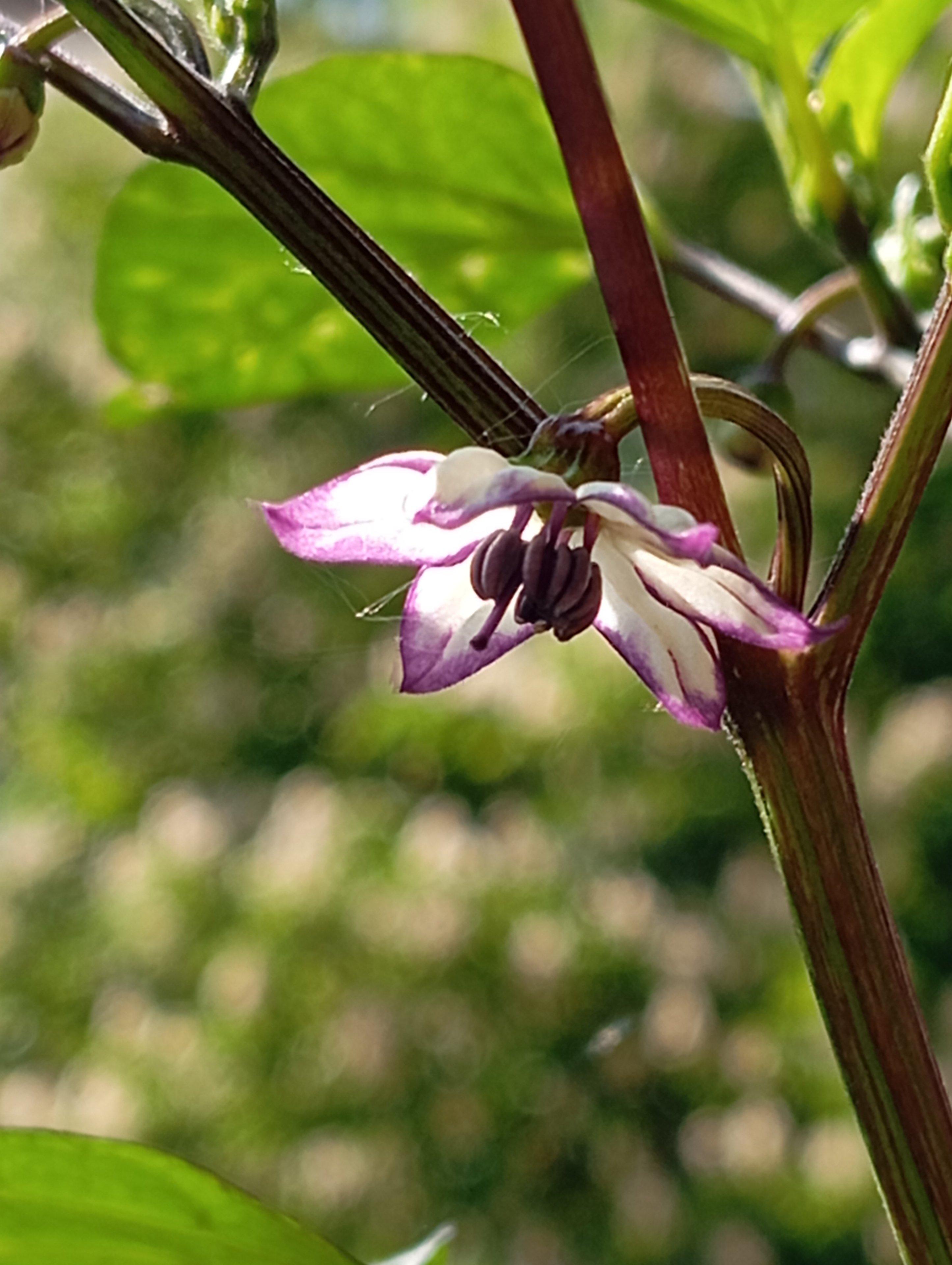 IMG_20250426_162938.jpg