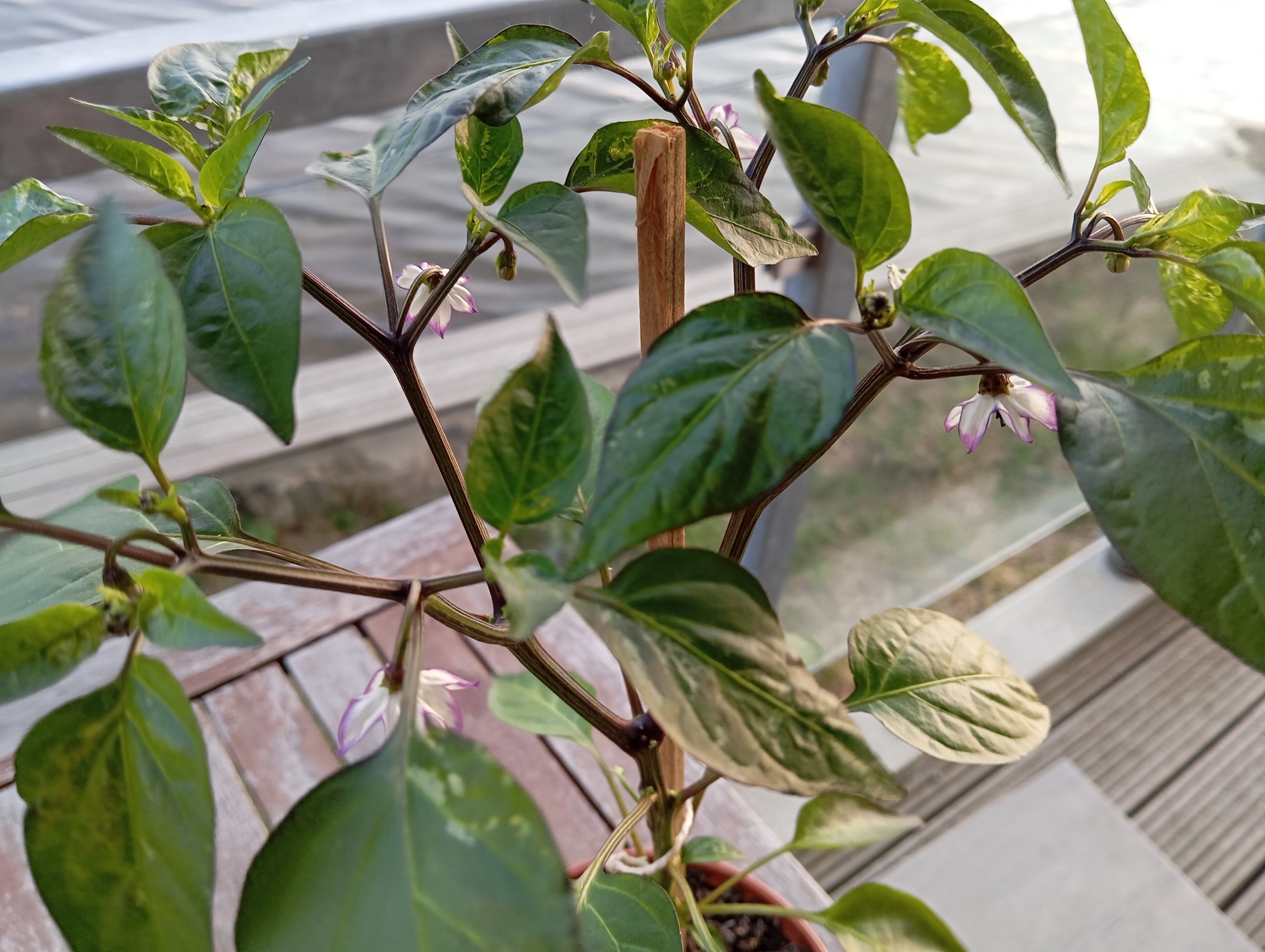 IMG_20250428_201104.jpg