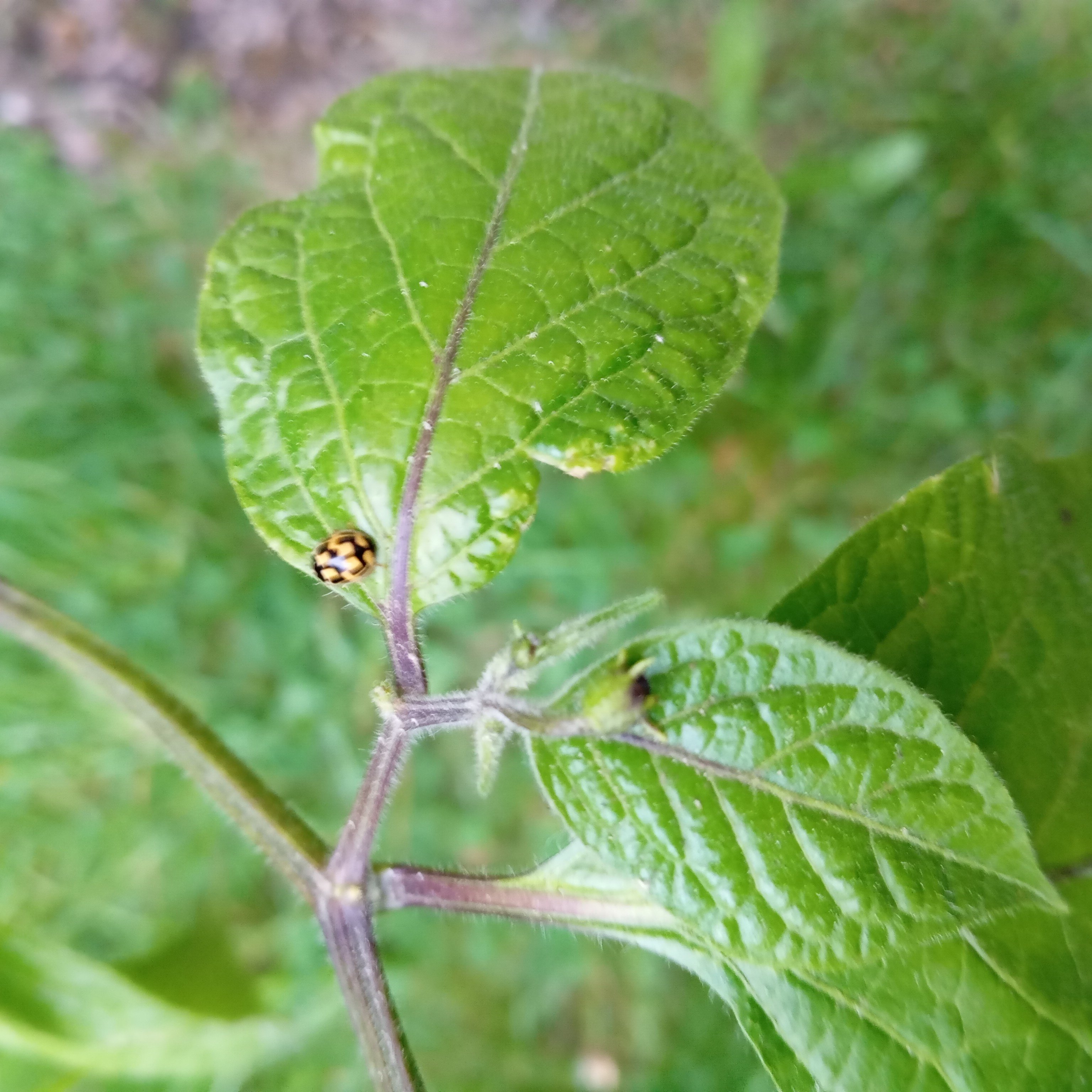 IMG_20250507_063150.jpg