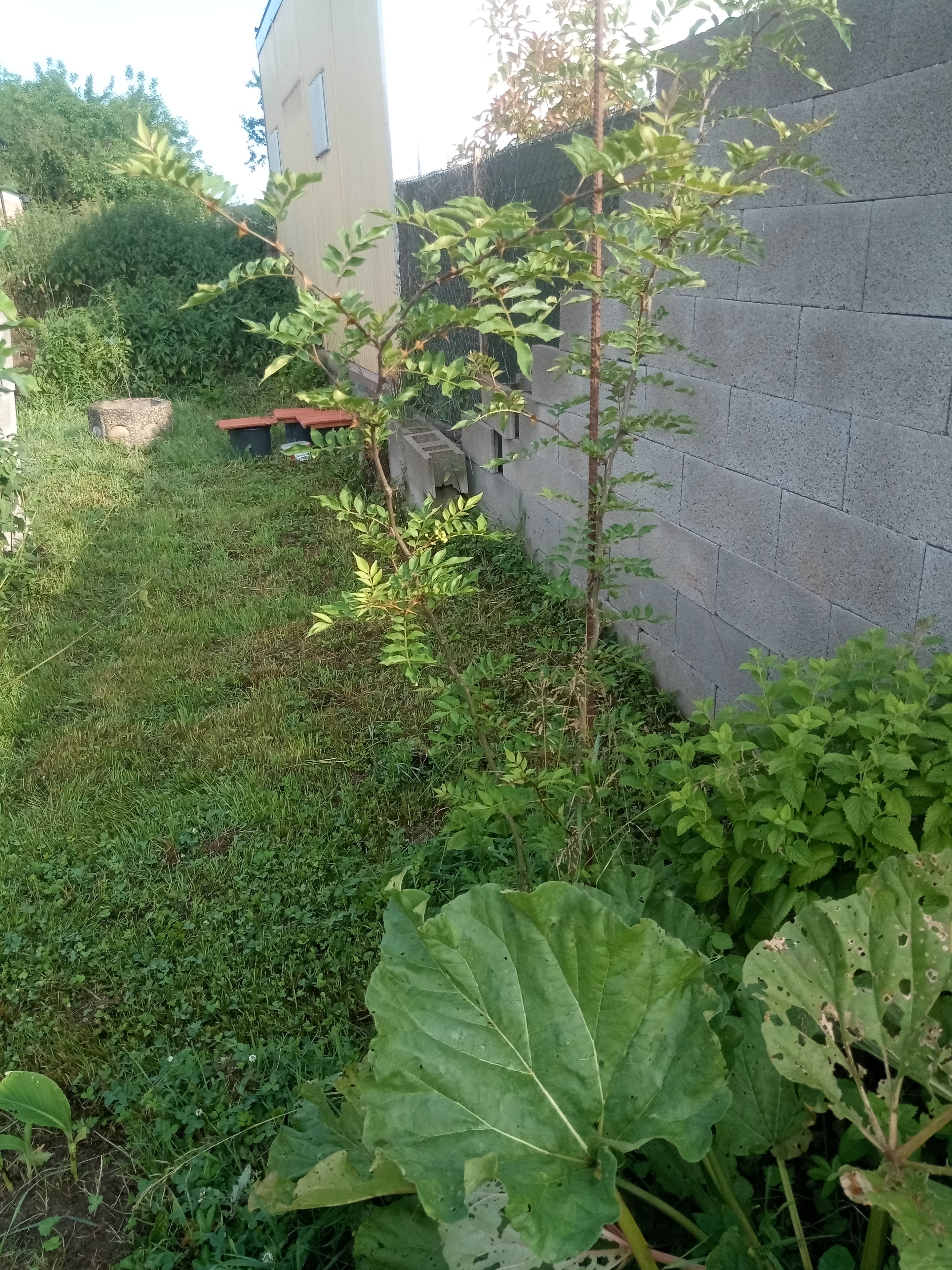 IMG_20250605_080603_309.jpg