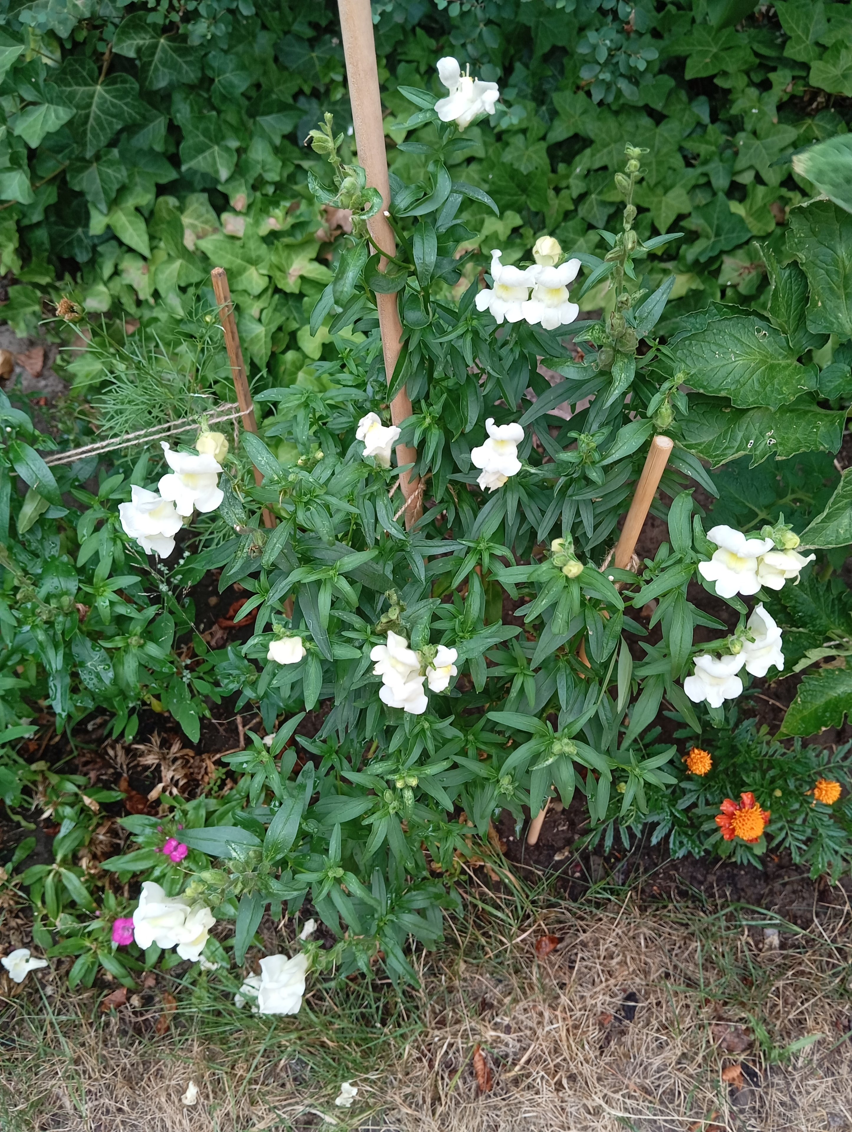 IMG_20250711_191950.jpg