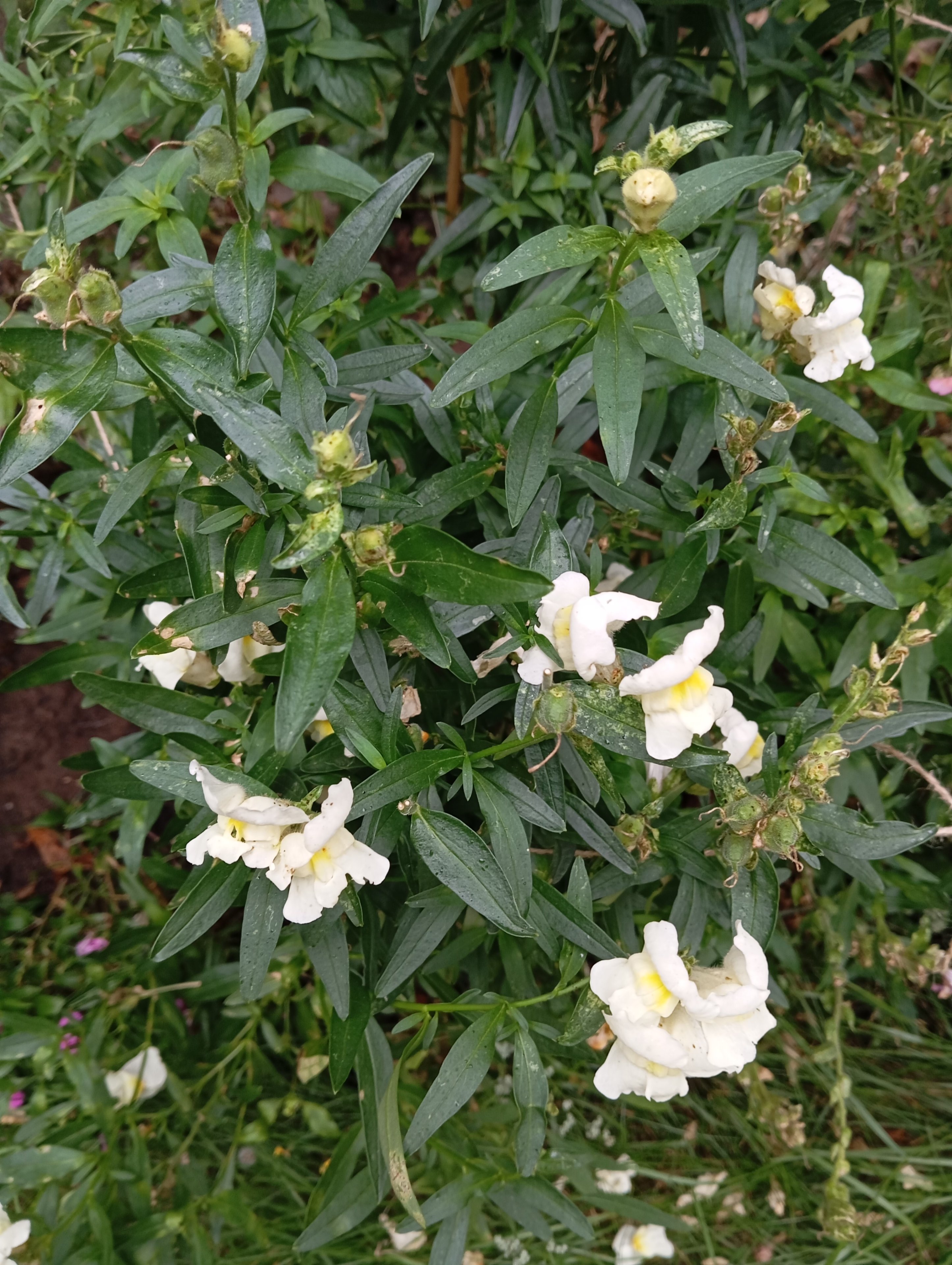 IMG_20250816_083856.jpg