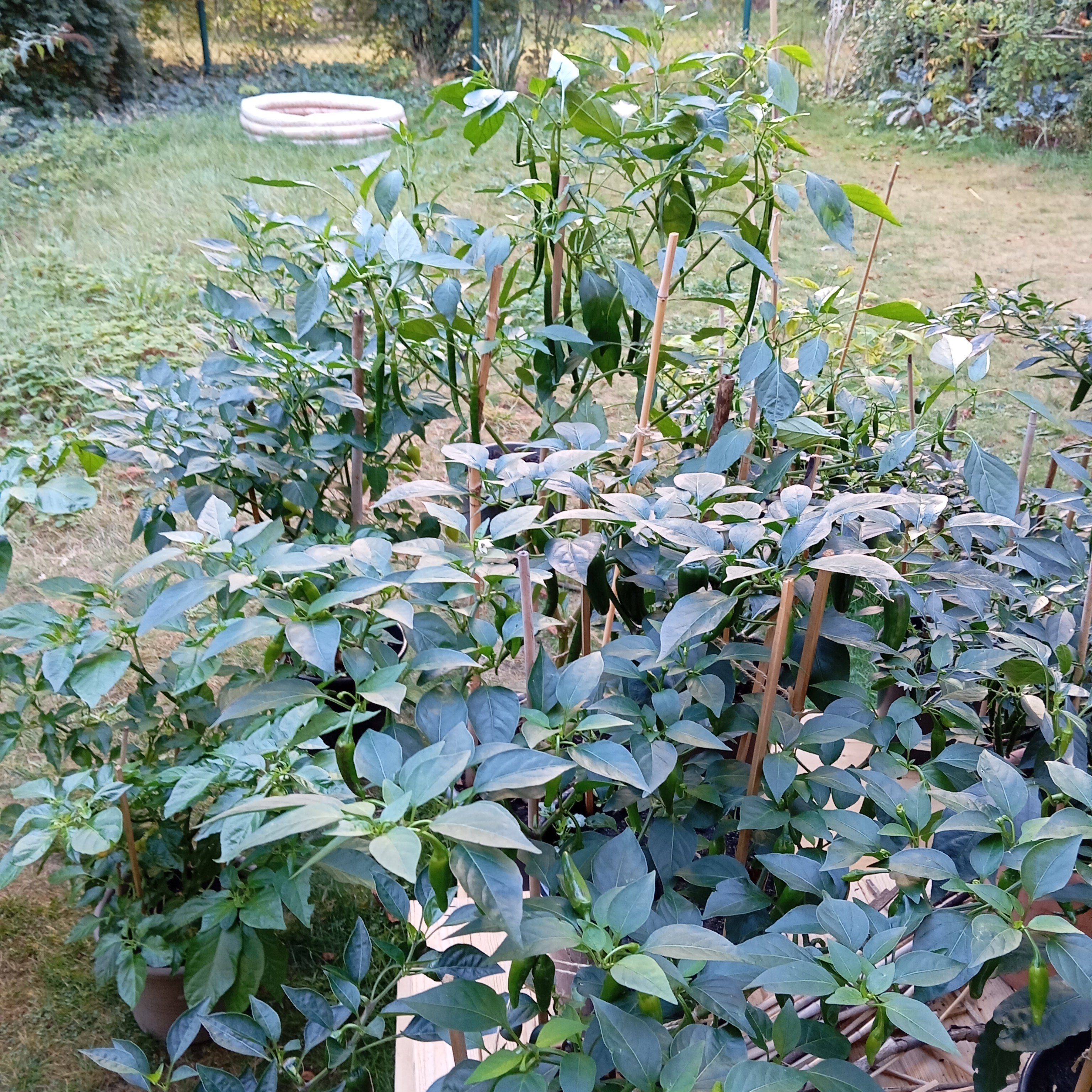 IMG_20250906_084557.jpg