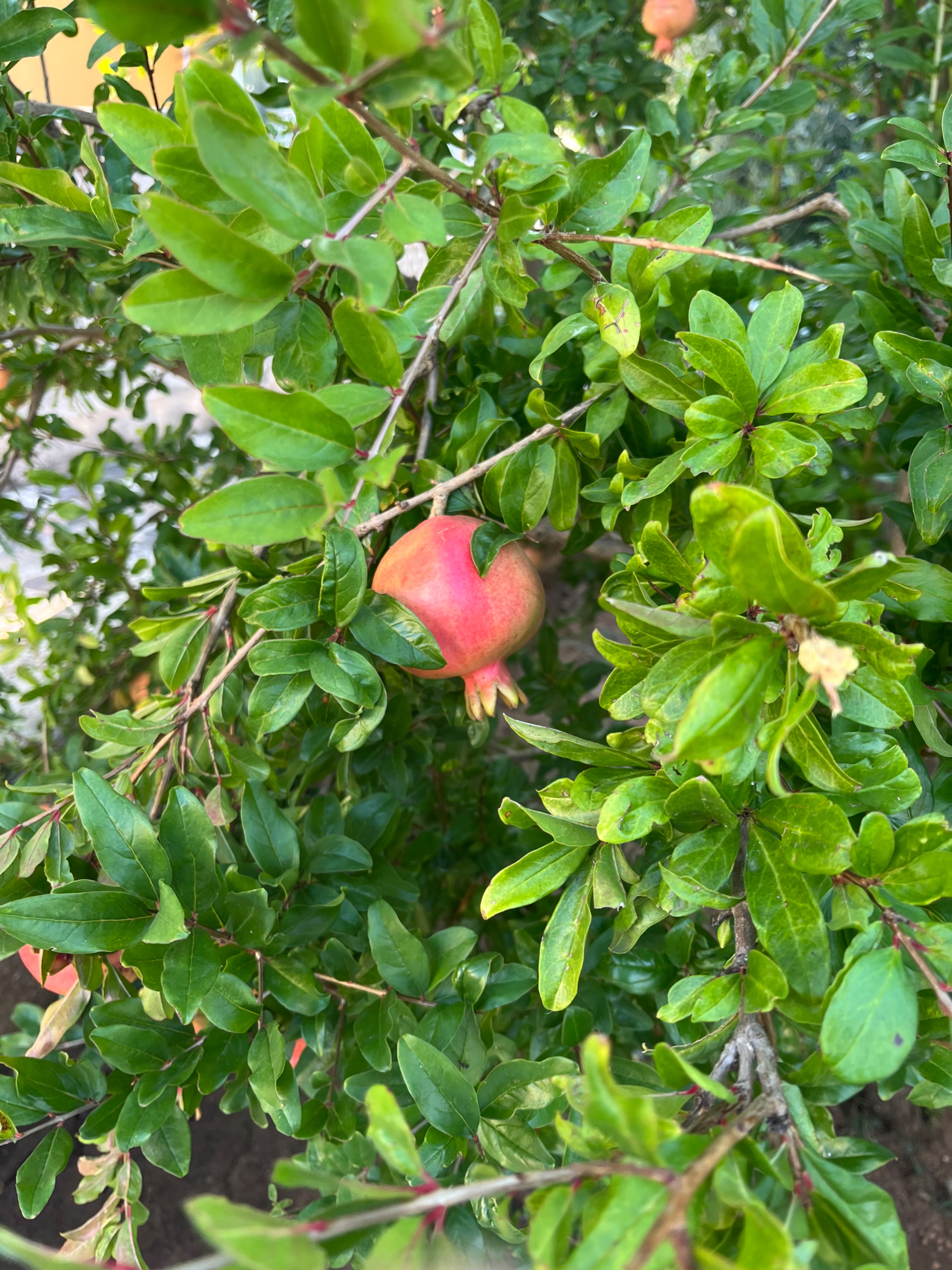 IMG_2247.jpeg