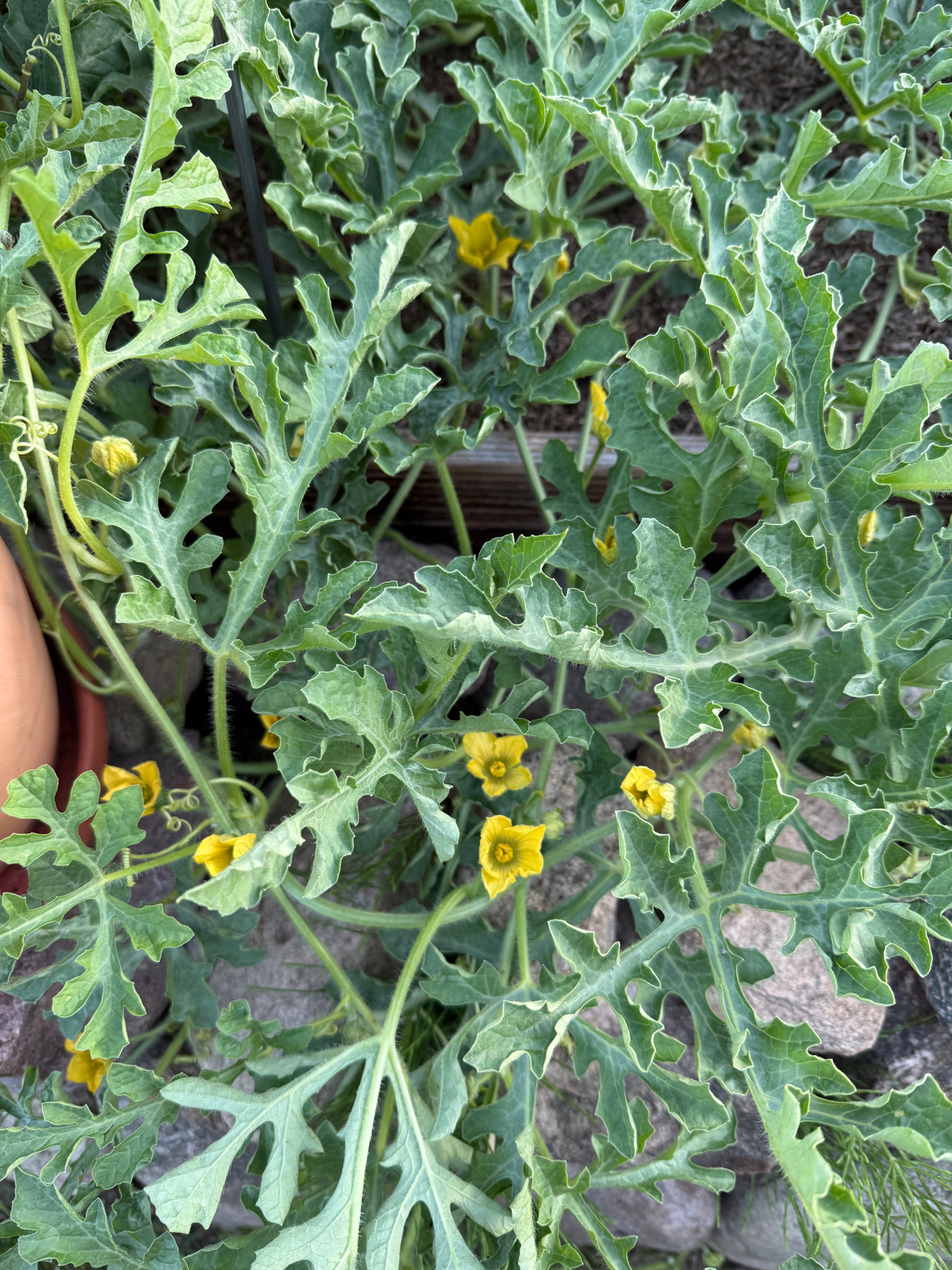 IMG_5969.jpeg