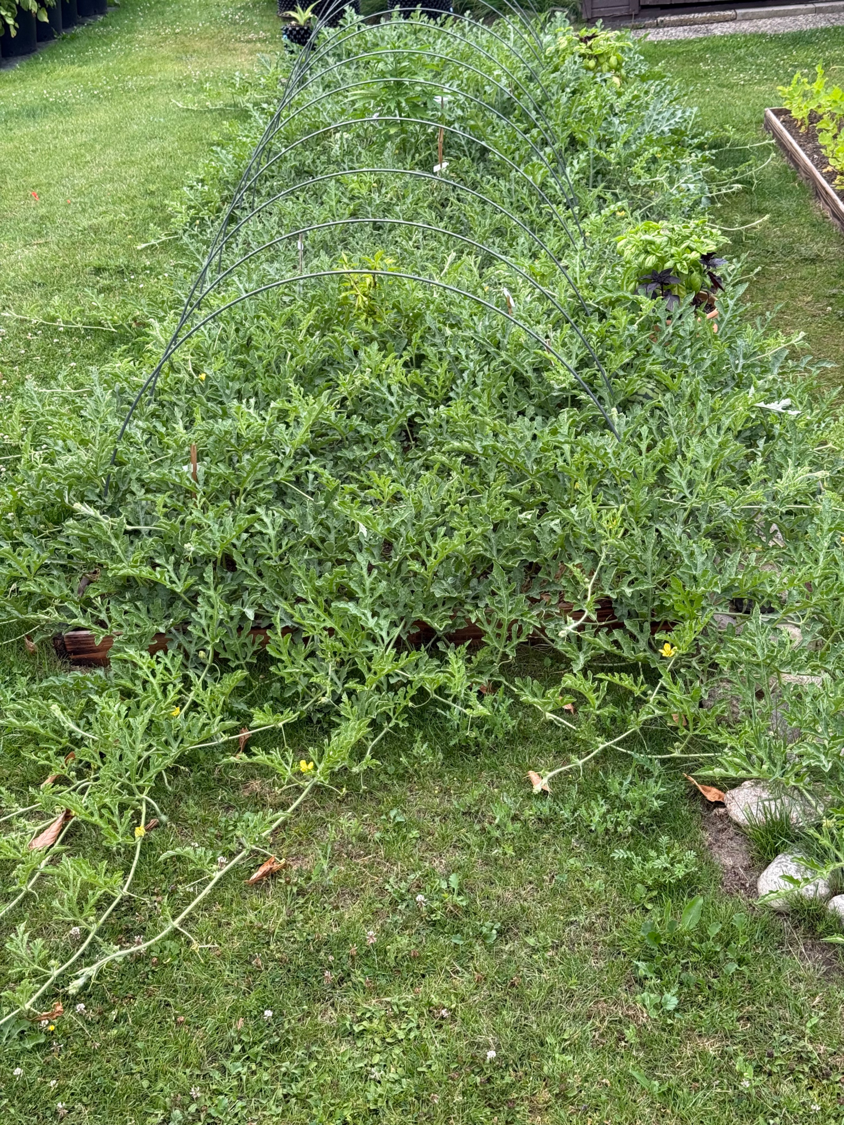 IMG_6016.jpeg