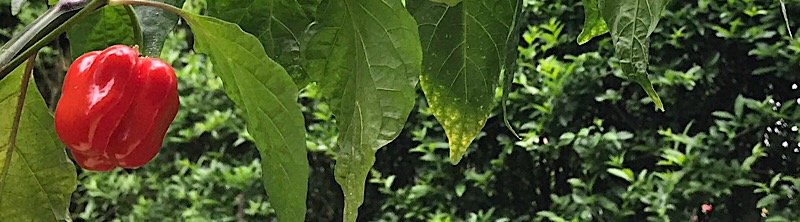 IMG_806.jpg