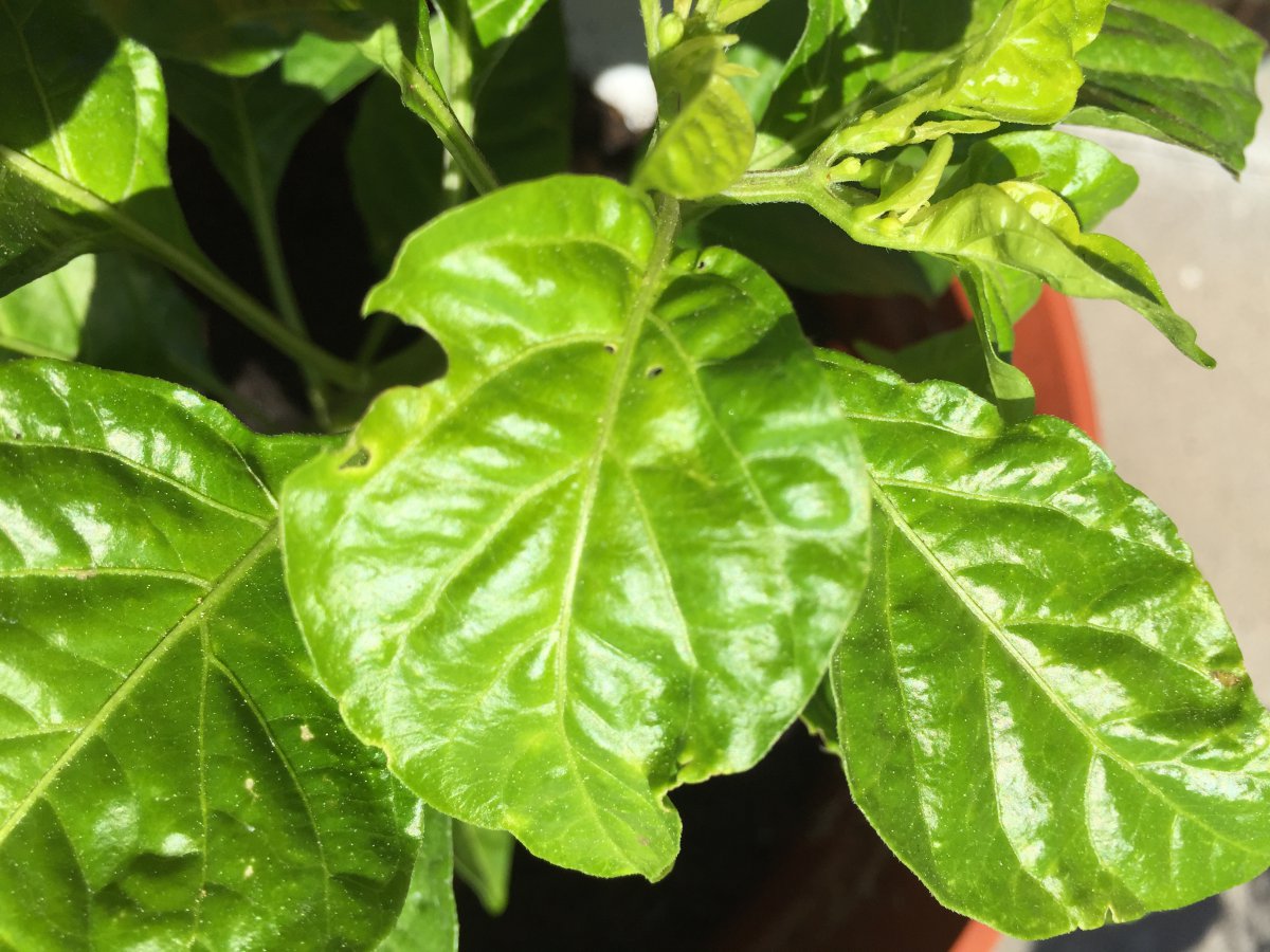 Seltsame Löcher in den Blättern und abgestorbene Blüten HotPain.de Alles rund um Chilis!