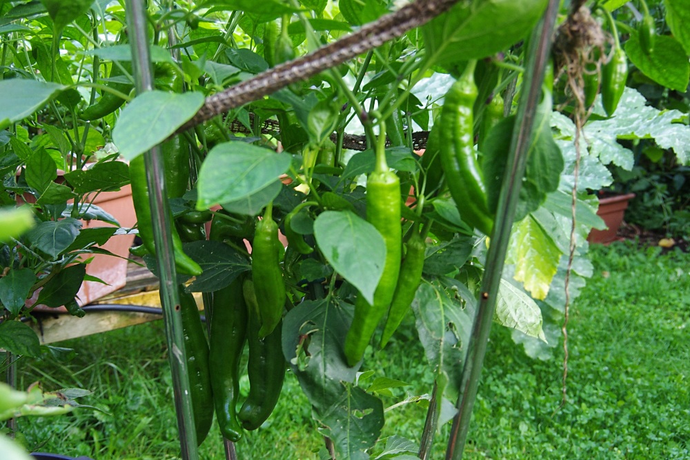 IMGP7980_jiw.jpg