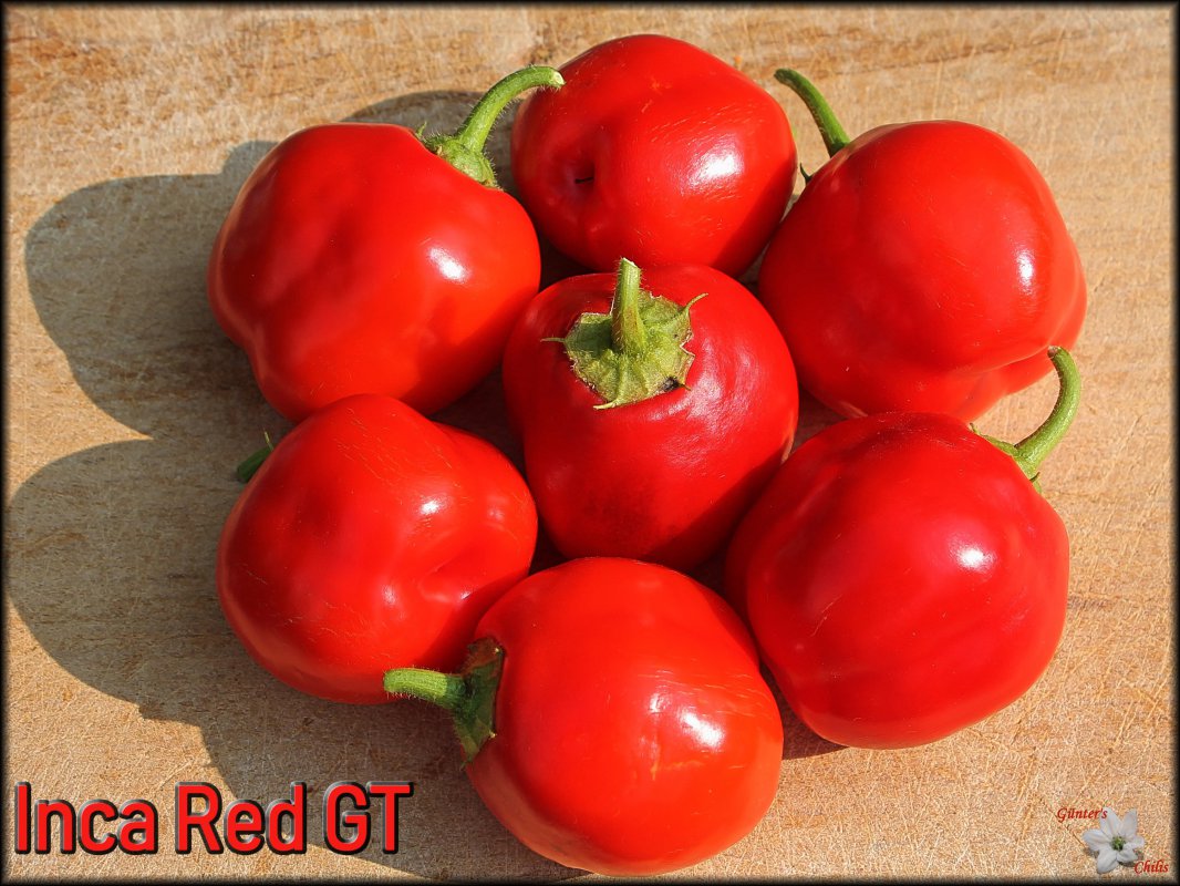 Inca Red GT 23082018.JPG