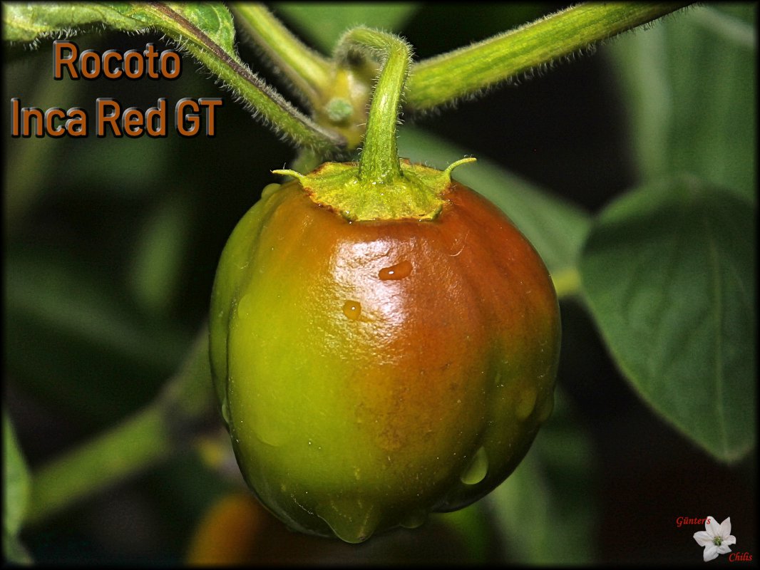 Inca red gt.JPG